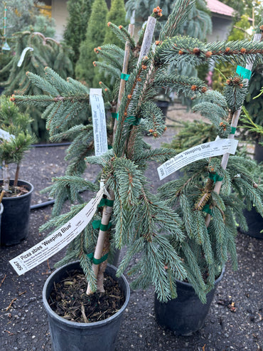 Picea abies ‘Weeping Blue