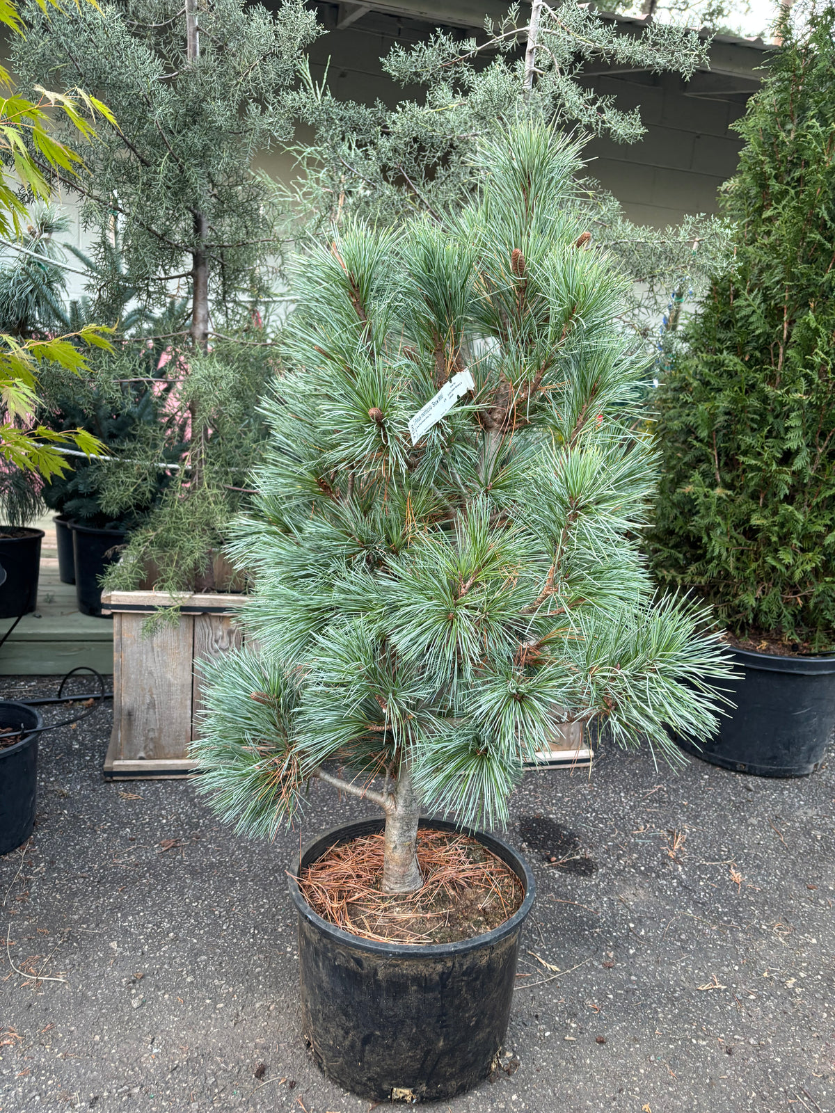 Pinus monticola ‘Snow White’
