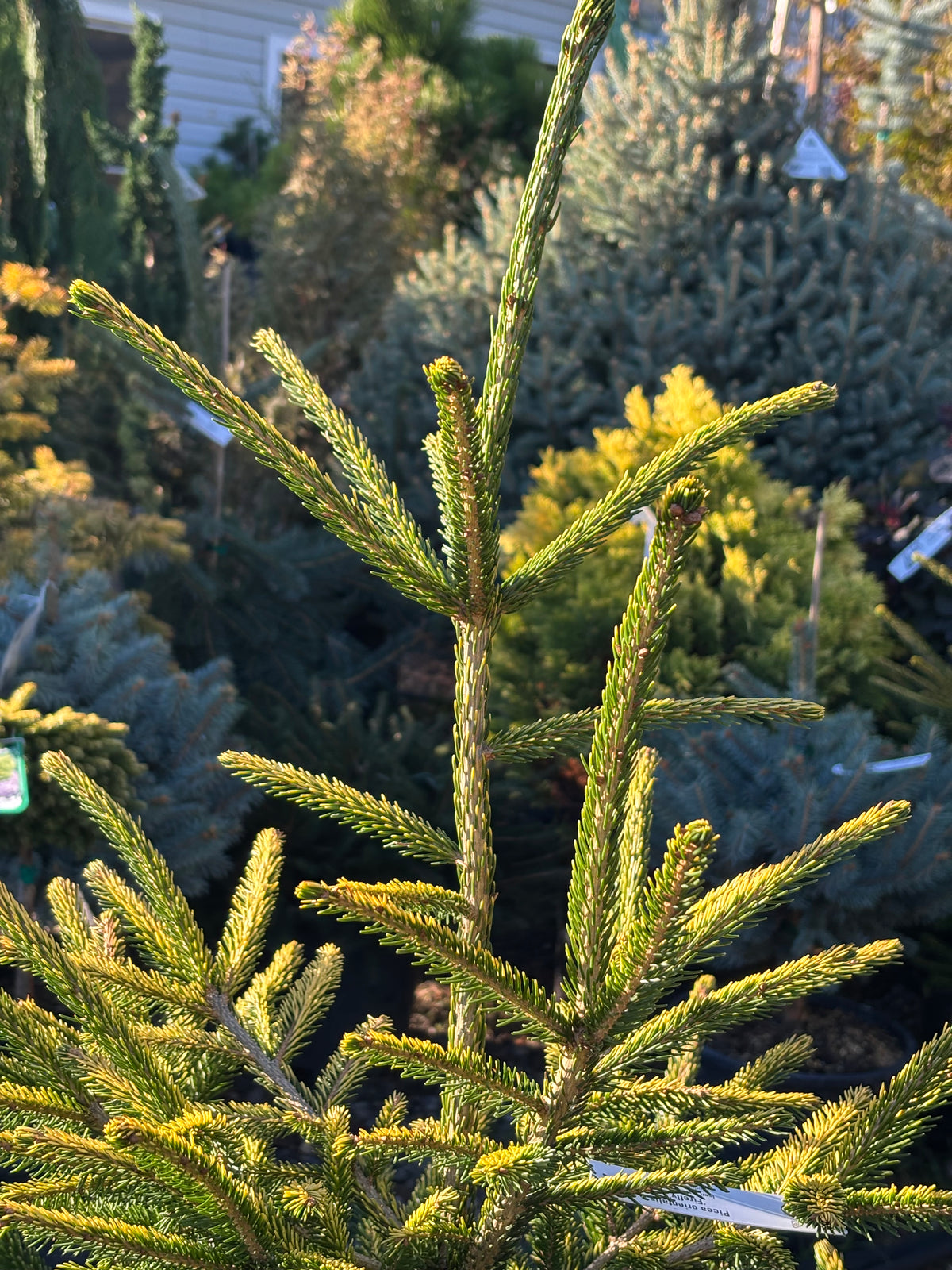 Picea orientalis ‘Firefly’