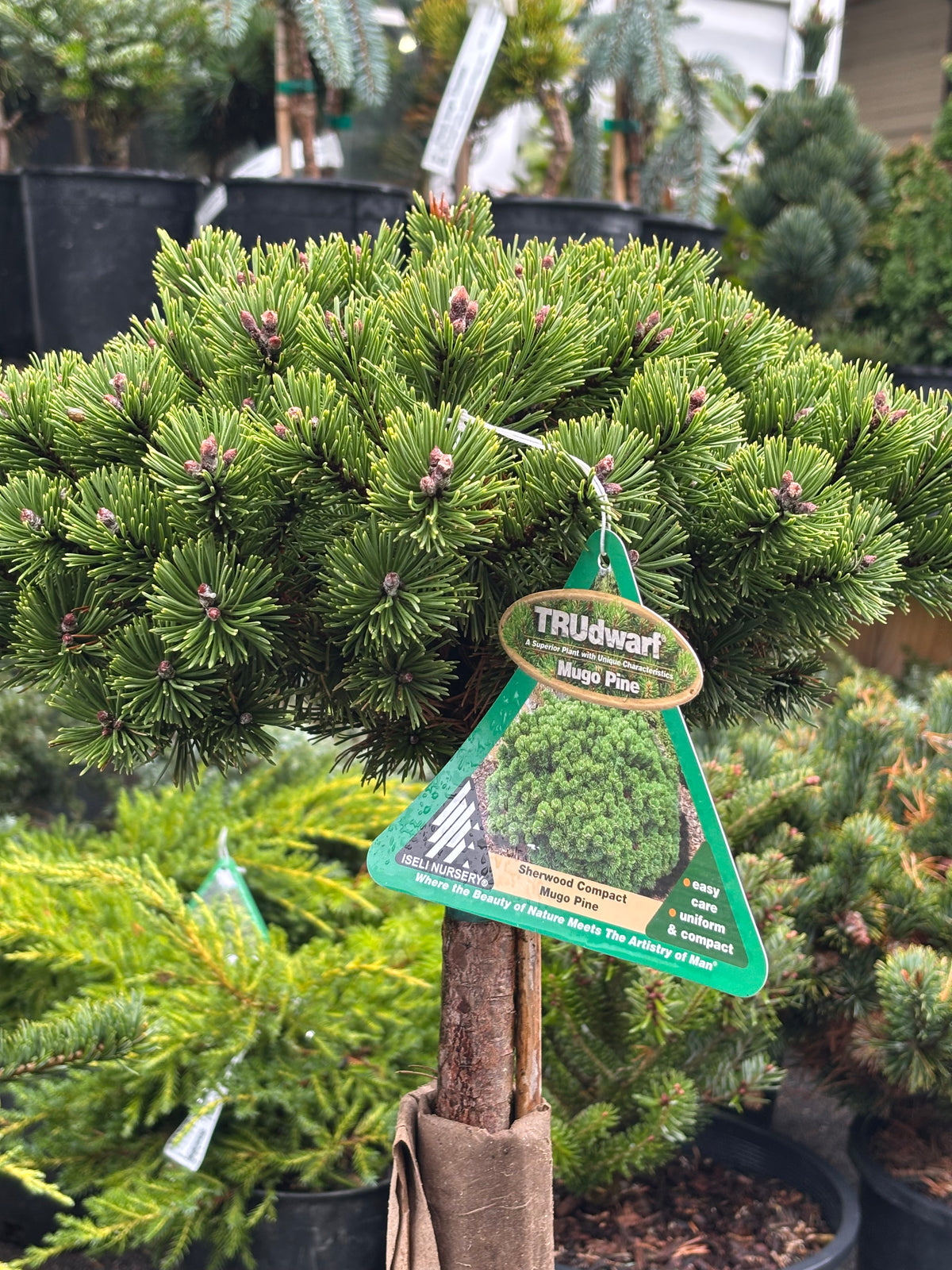 Pinus mugo ‘Sherwood Compact’