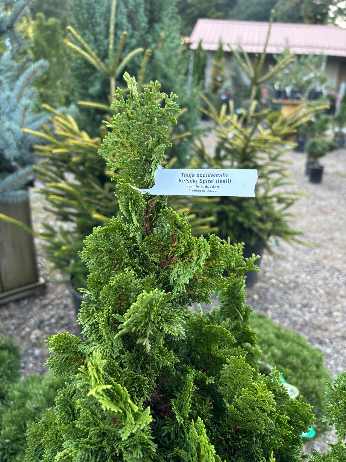 Thuja occidentalis ‘Kelsoki Spire’