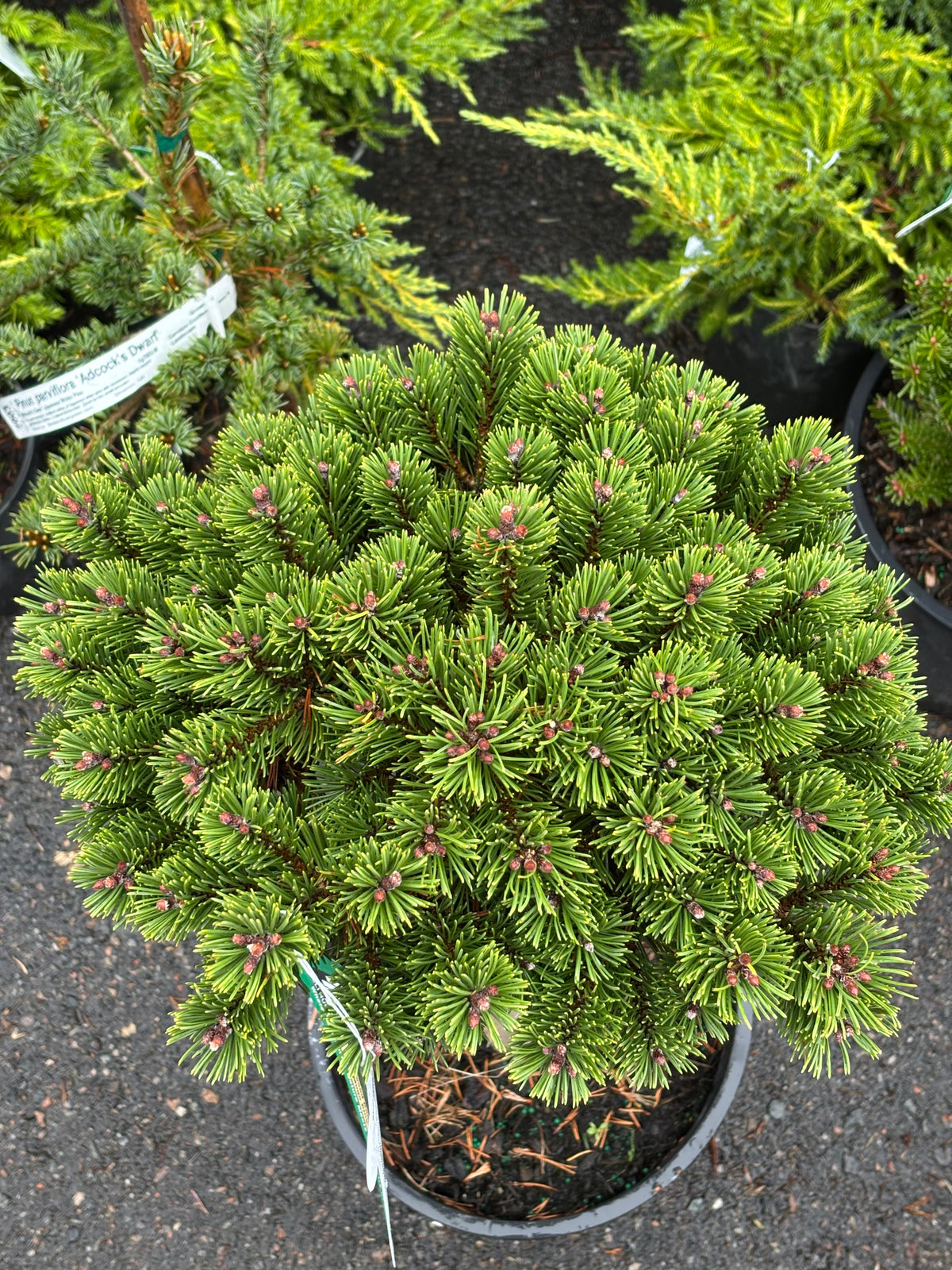 Pinus mugo ‘Sherwood Compact’