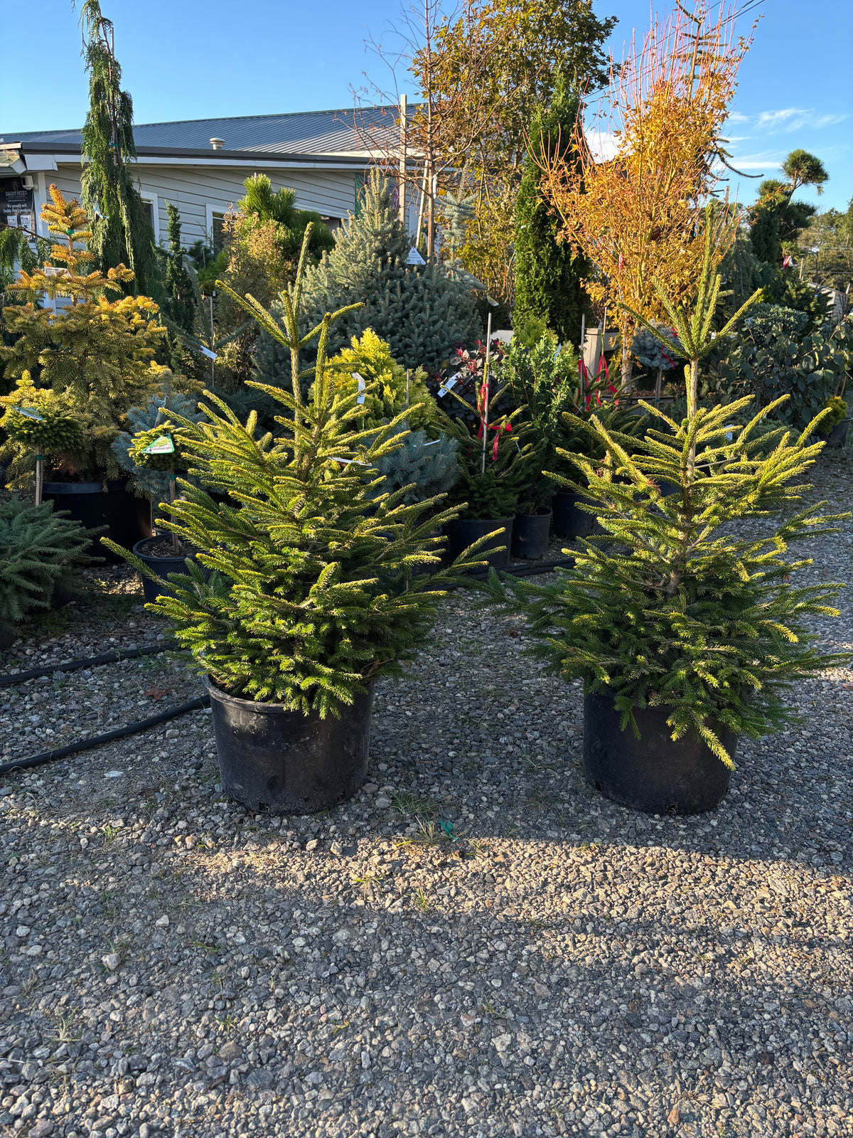 Picea orientalis ‘Firefly’