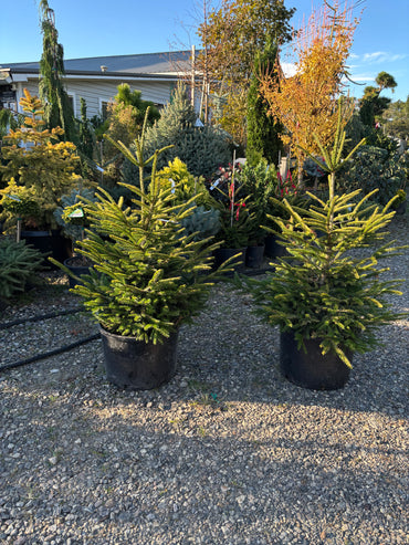 Picea orientalis ‘Firefly’