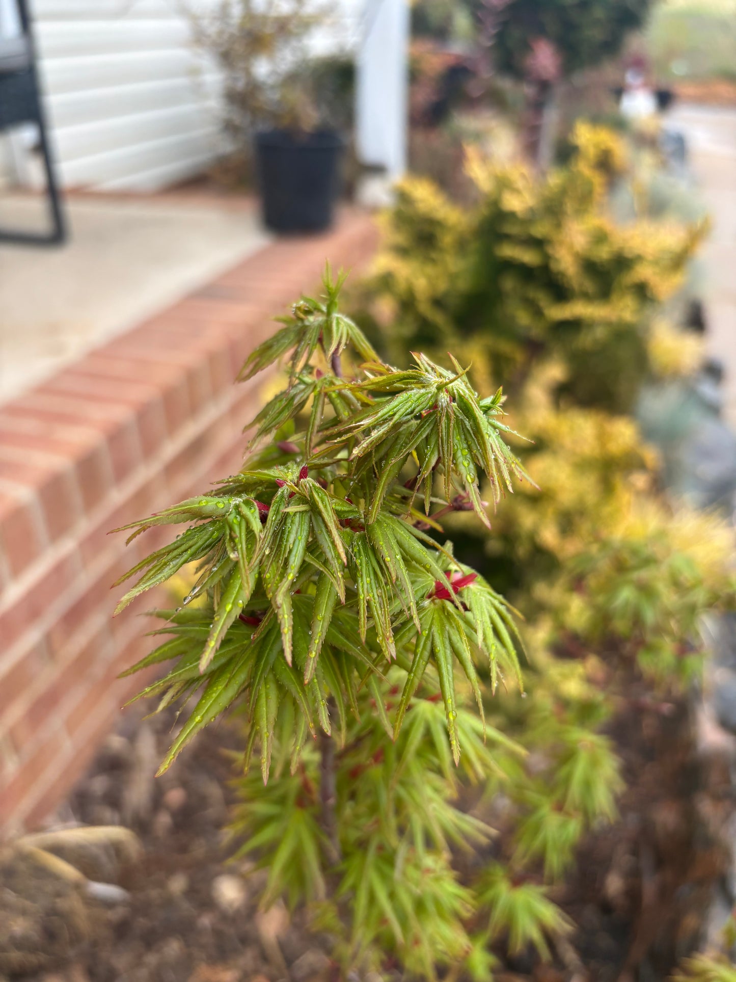 Acer palmatum 'Mikawa Kaen'