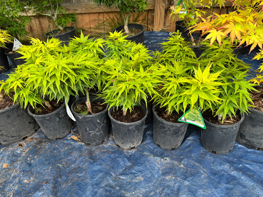 Acer Palmatum 'Mikawa Yatsubusa'