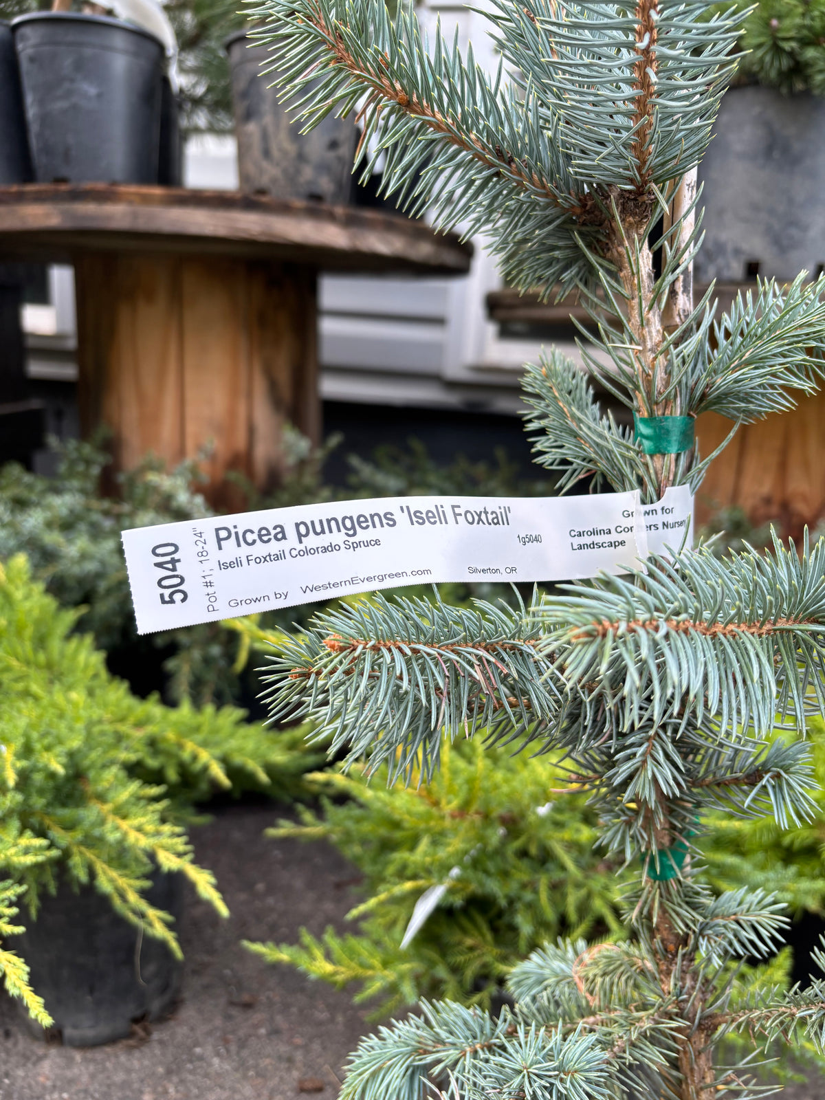 Picea pungens ‘Iseli Foxtail’
