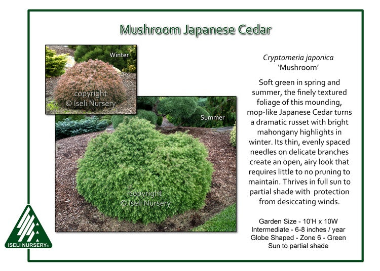 Cryptomeria japonica ‘Mushroom’ Mushroom Japanese Cedar