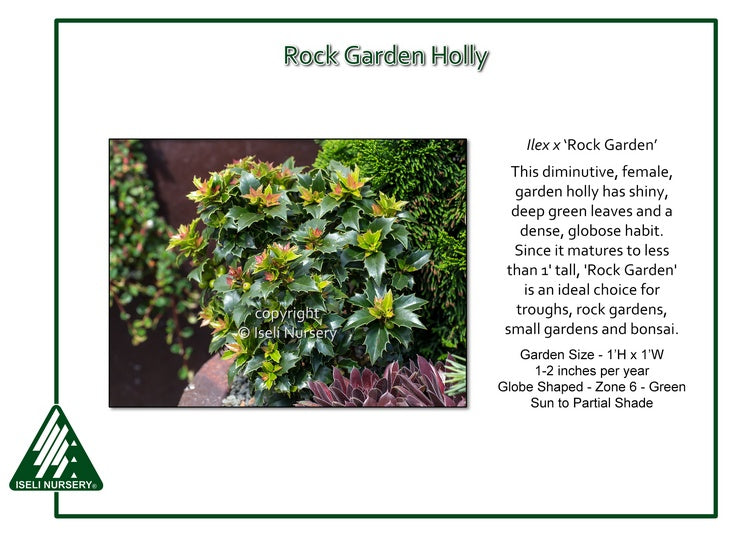 Ilex x ‘Rock Garden’