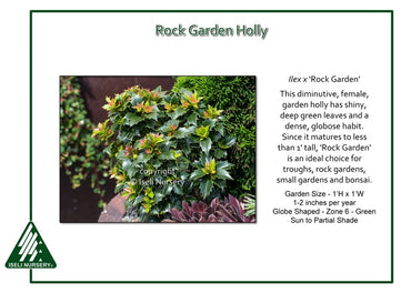 Ilex x ‘Rock Garden’