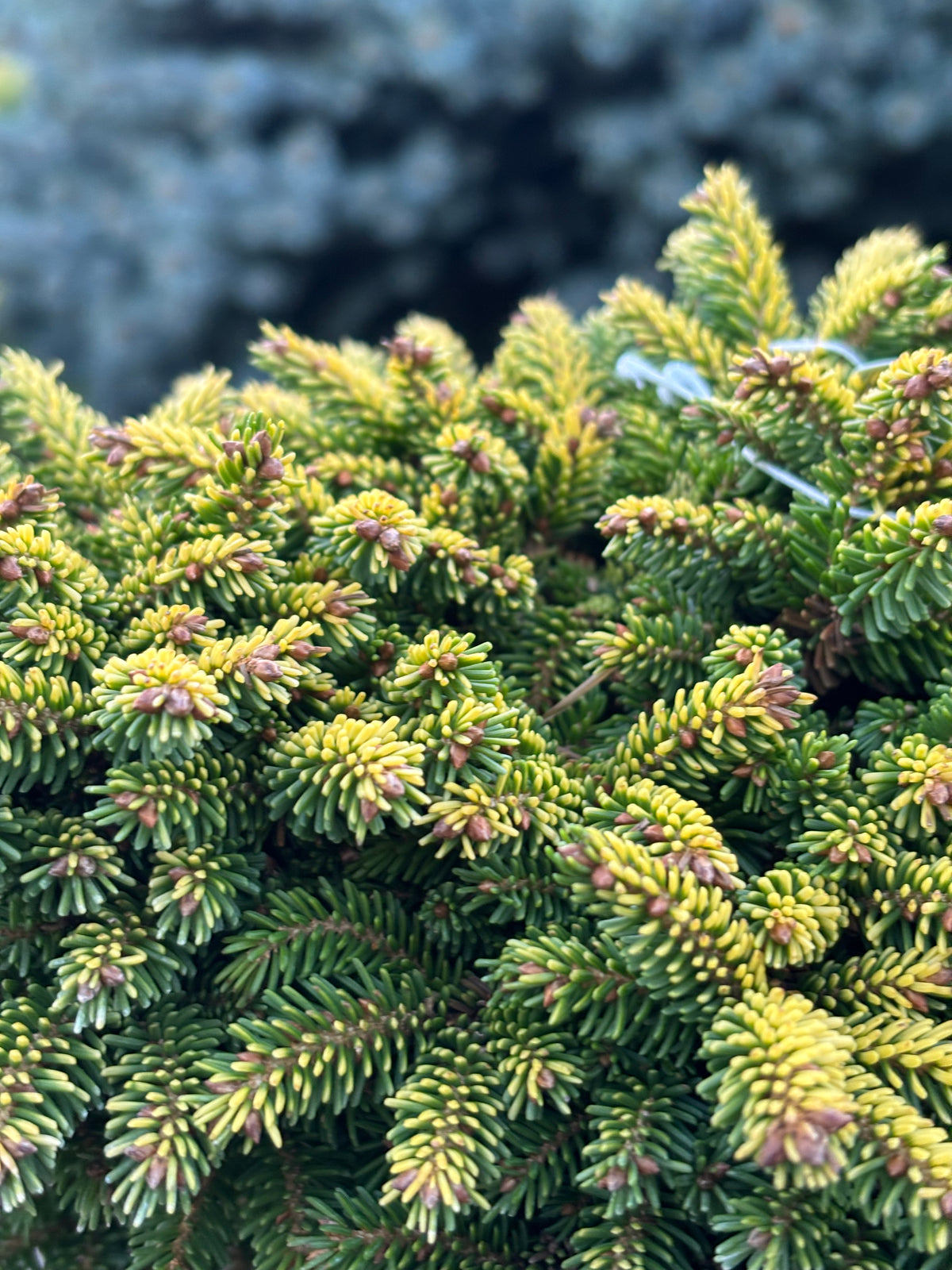 Picea orientalis ‘Tom Thumb’