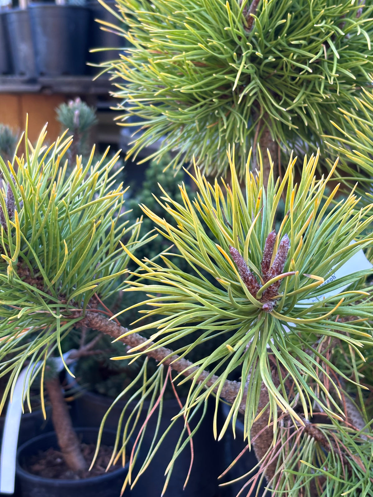 Pinus contorta var. latifolia 'Chief Joseph'