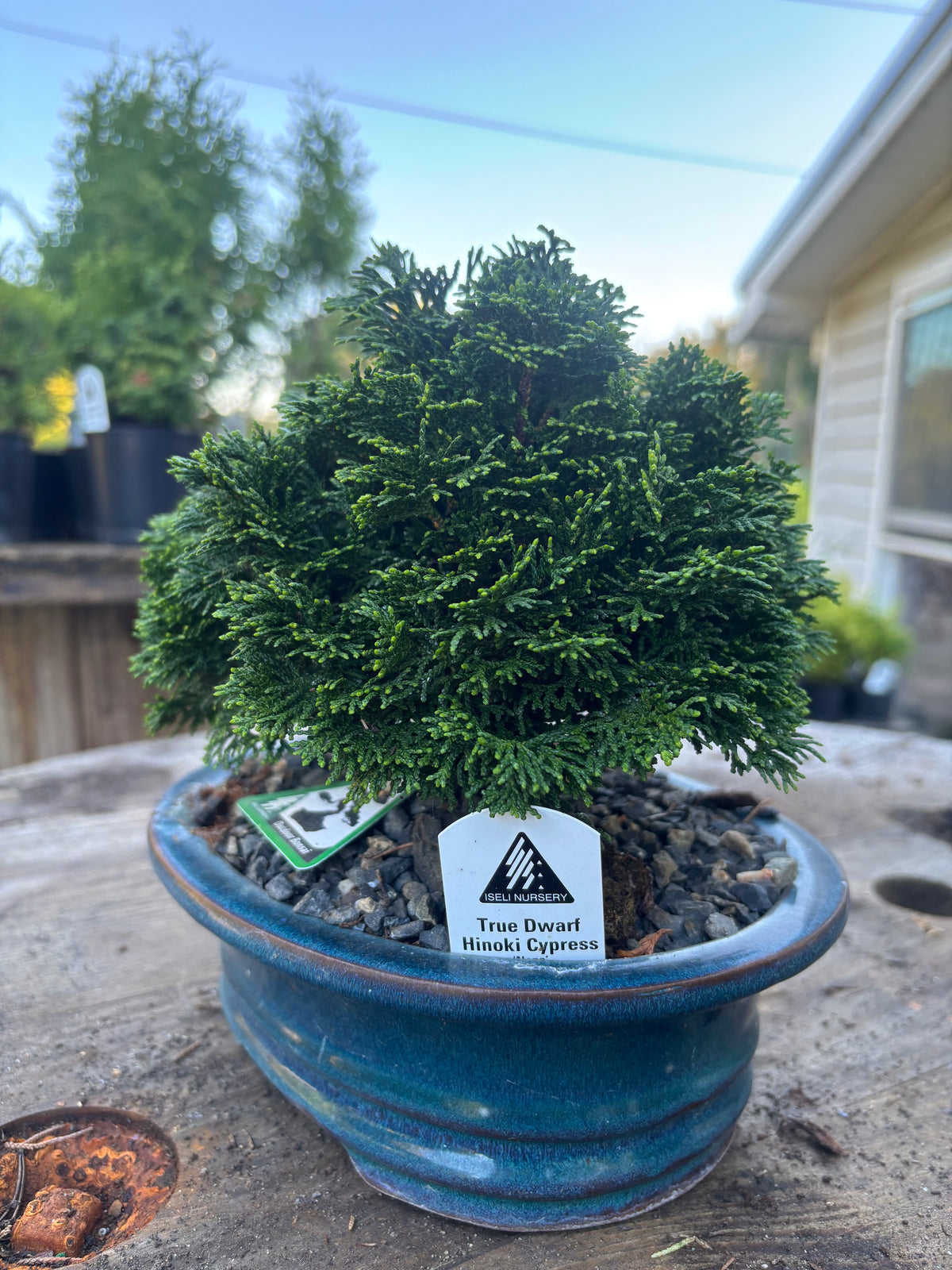 Chamaecyparis obtusa ‘Nana’ Ceramic Bonsai Starter Iseli