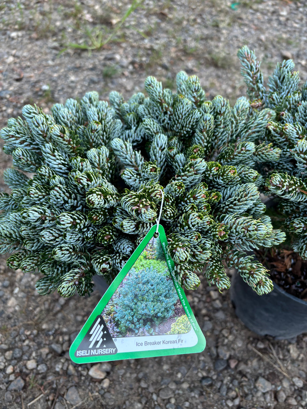Abies koreana ‘Kohout’s Ice Breaker’