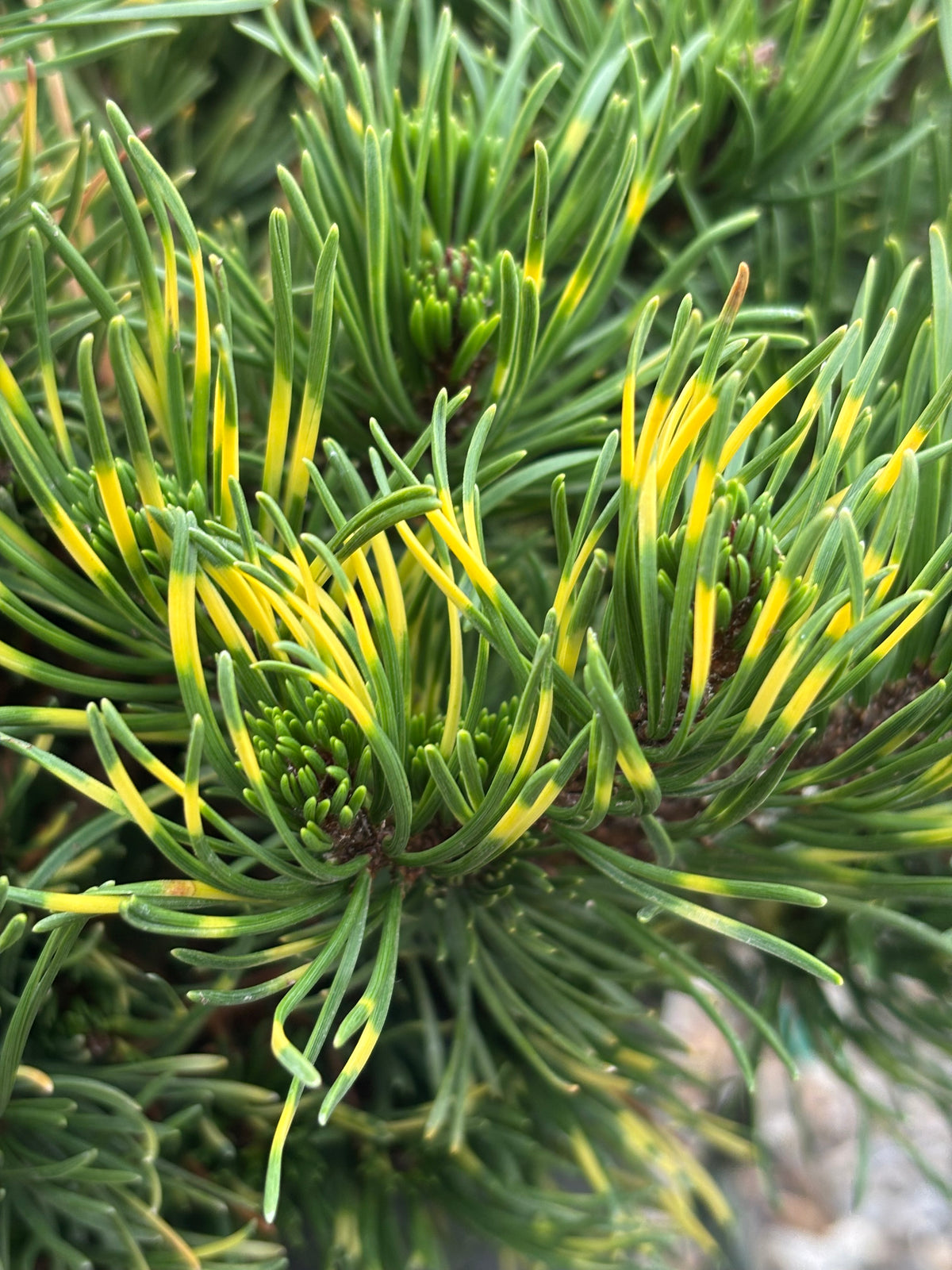 Pinus mugo ‘Agatka’