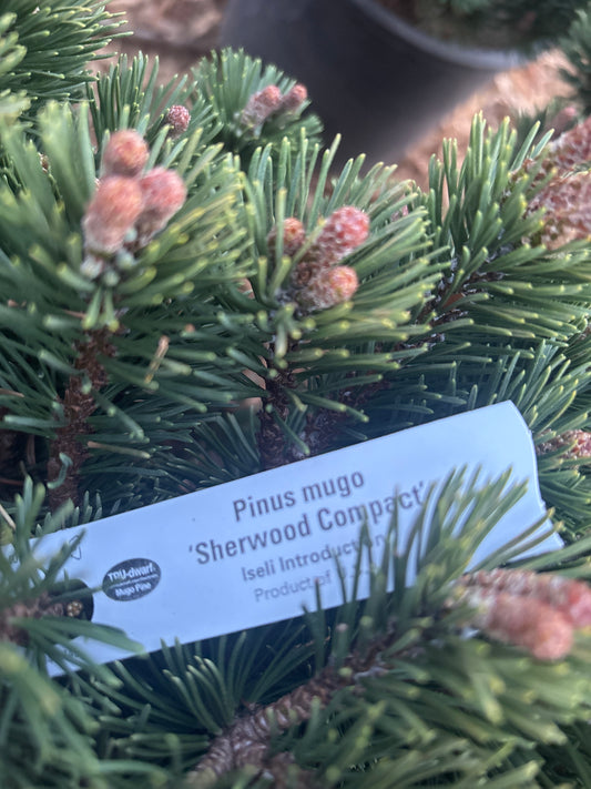 Pinus mugo ‘Sherwood Compact’