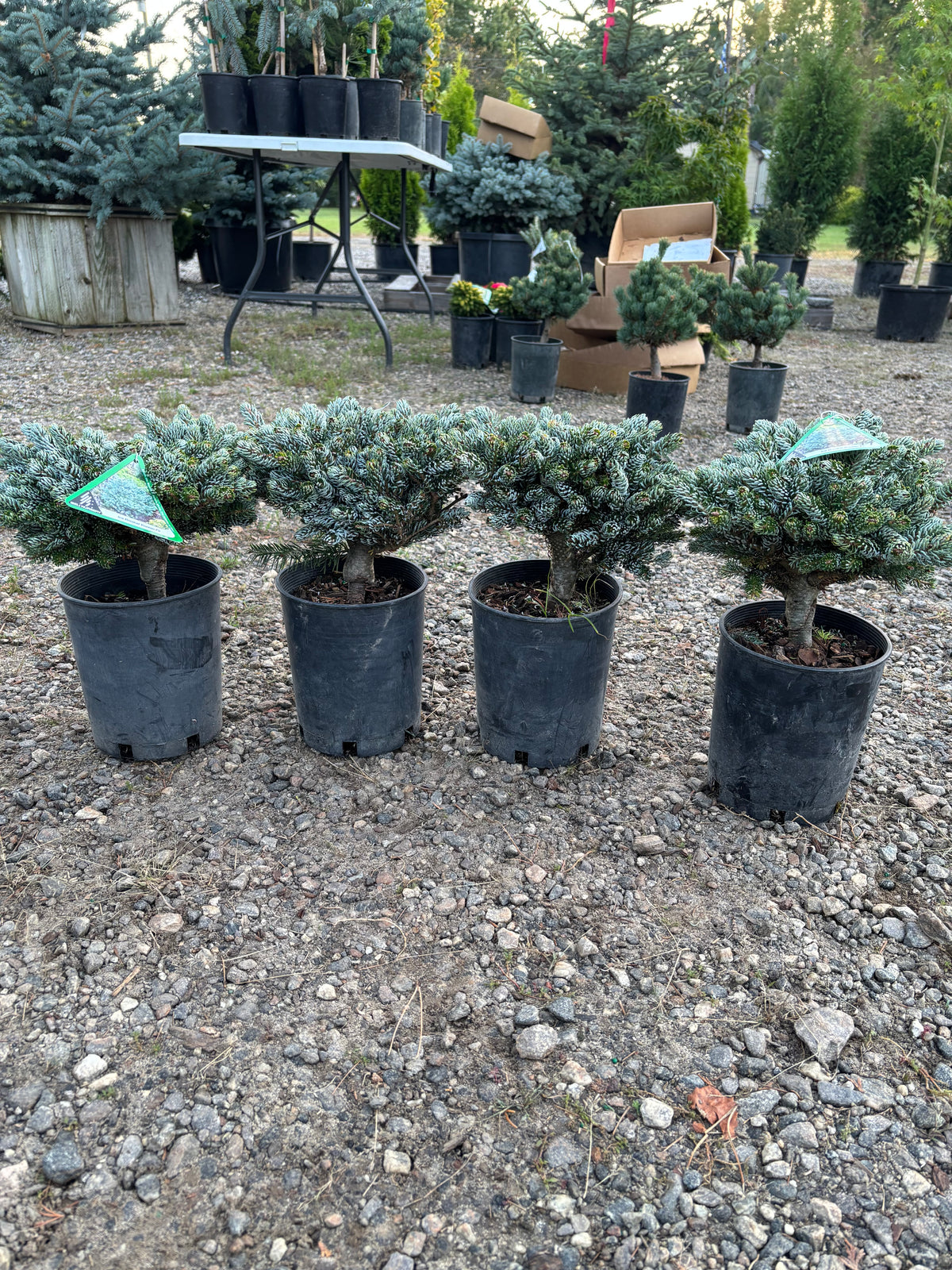 Abies koreana ‘Kohout’s Ice Breaker’