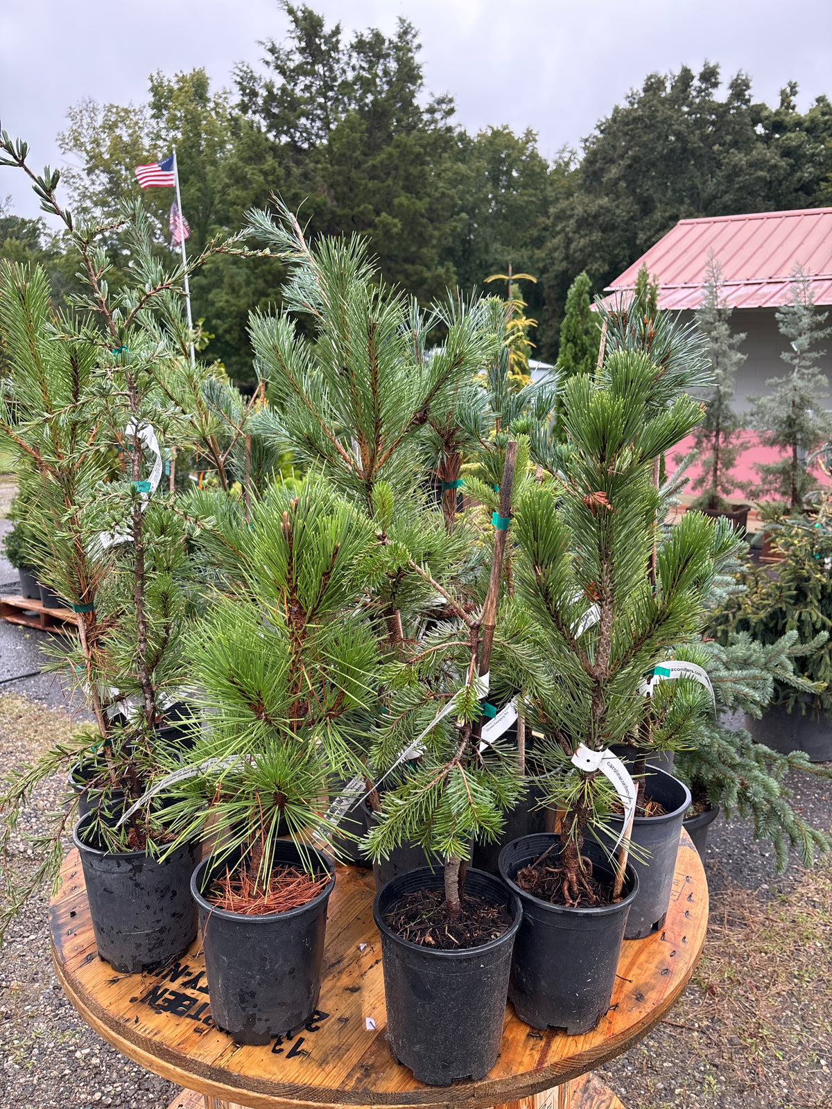 Western Evergreen Grab bag 1 gallon (2 or 4 trees total trees in the order)