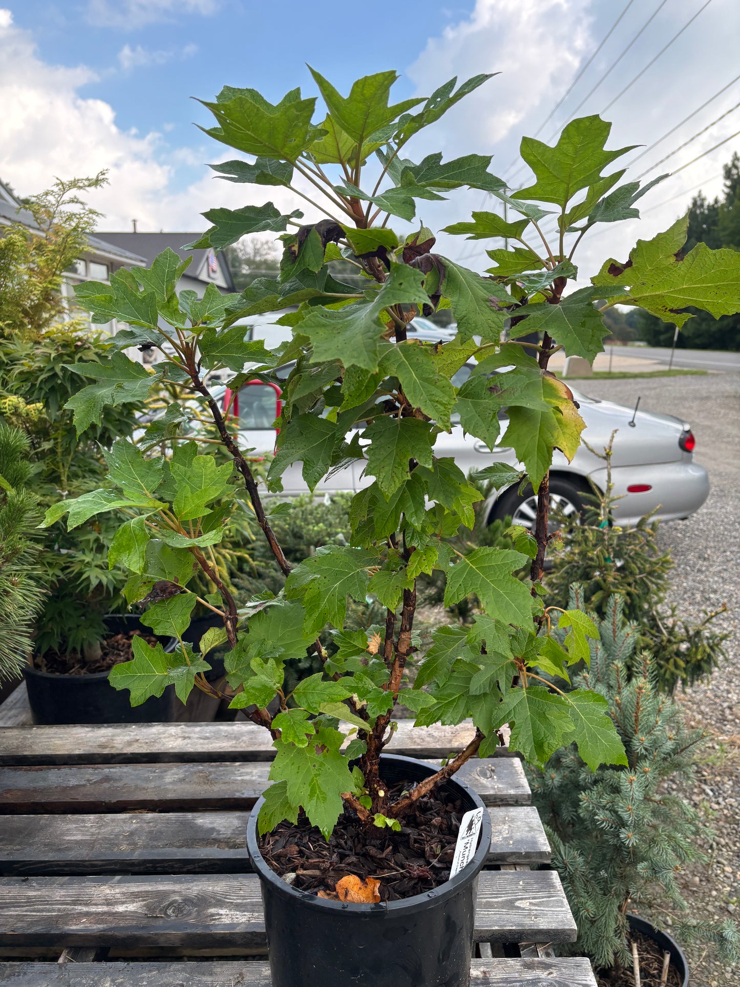Munchkin Oakleaf Hydrangea