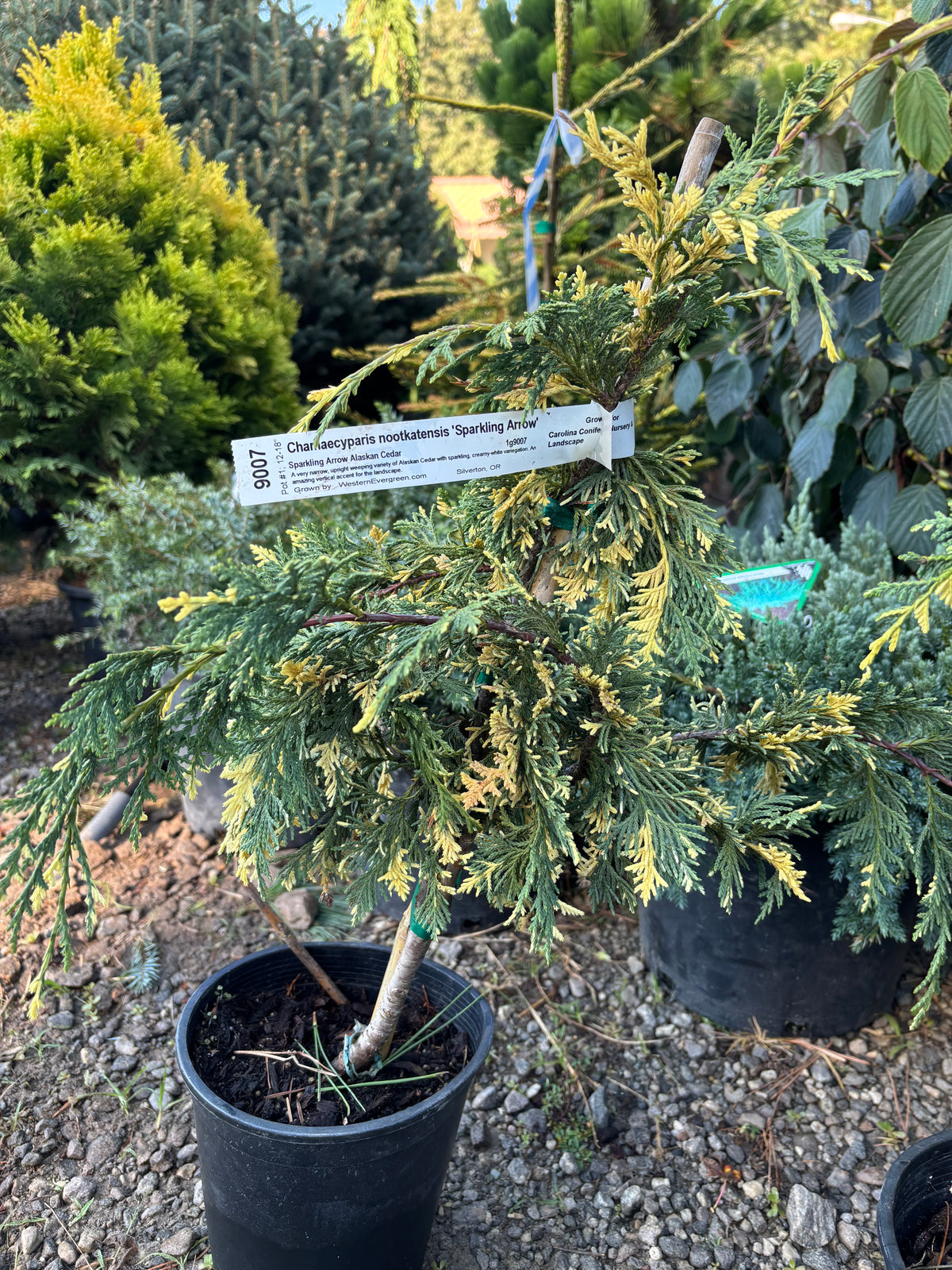 Chamaecyparis nootkatensis 'Sparkling Arrow'