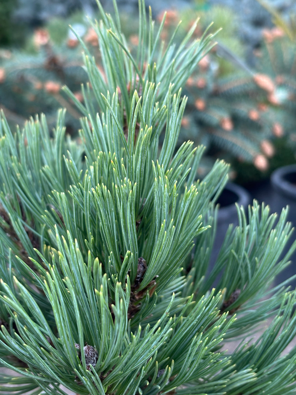 Pinus flexilis ‘Good Pine’