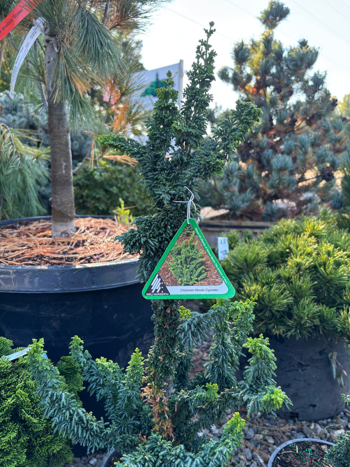 Chamaecyparis obtusa ‘Chirimen’