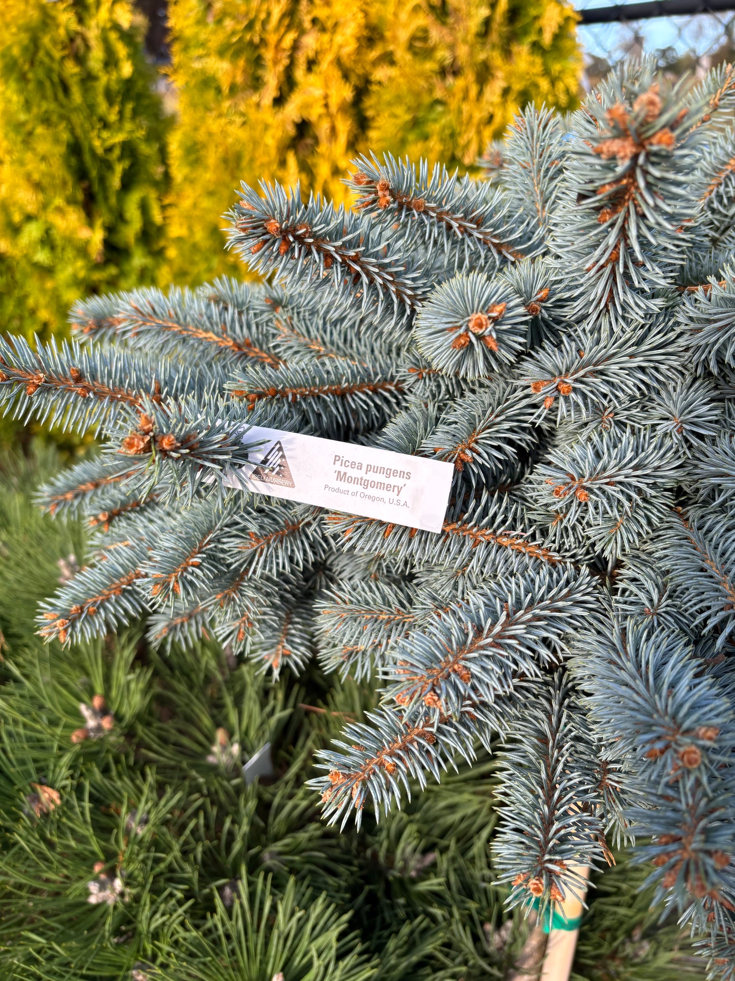 Picea pungens ‘Montgomery’ Dwarf Colorado Blue Spruce