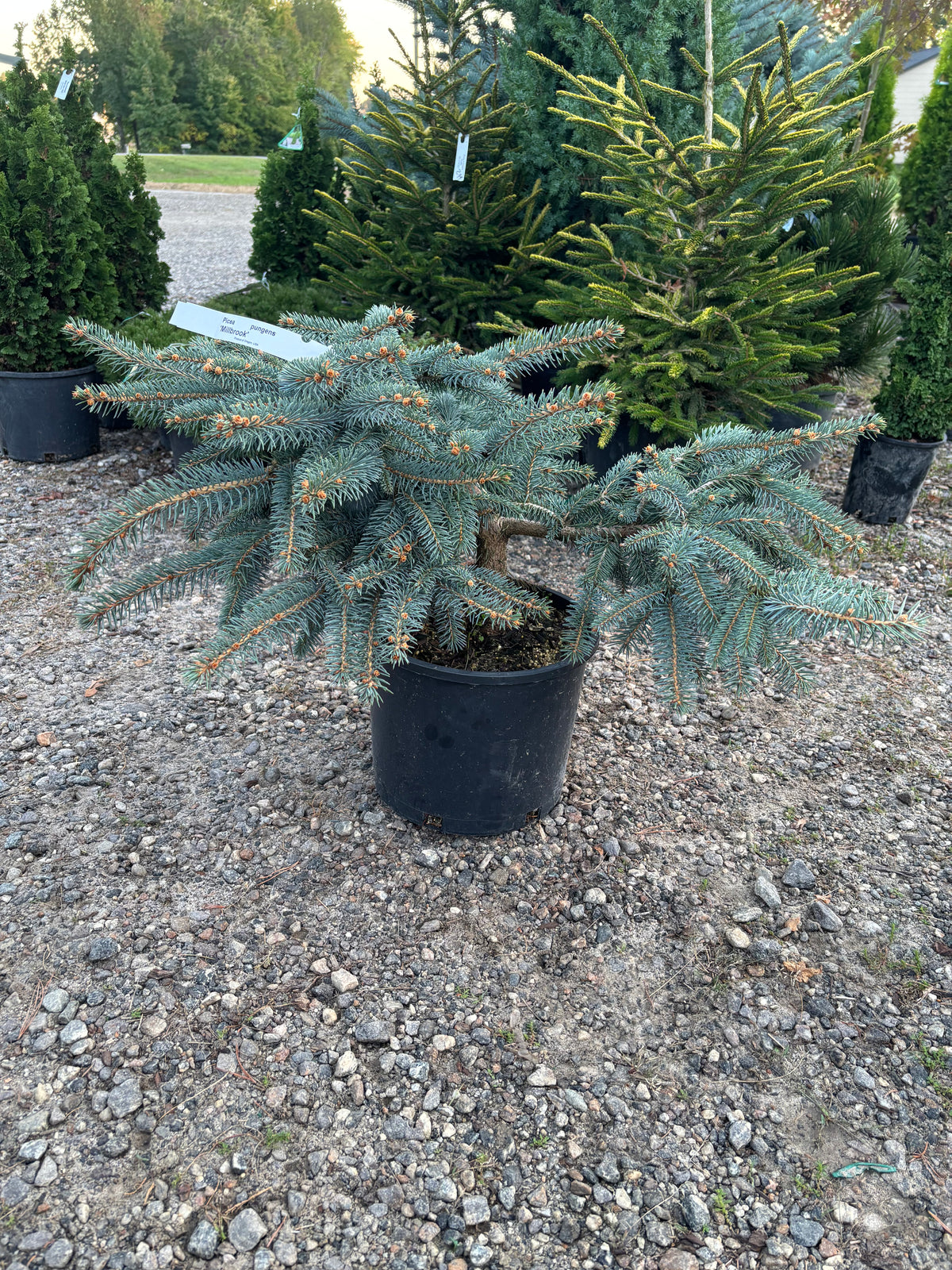 Picea pungens ‘Millbrook’