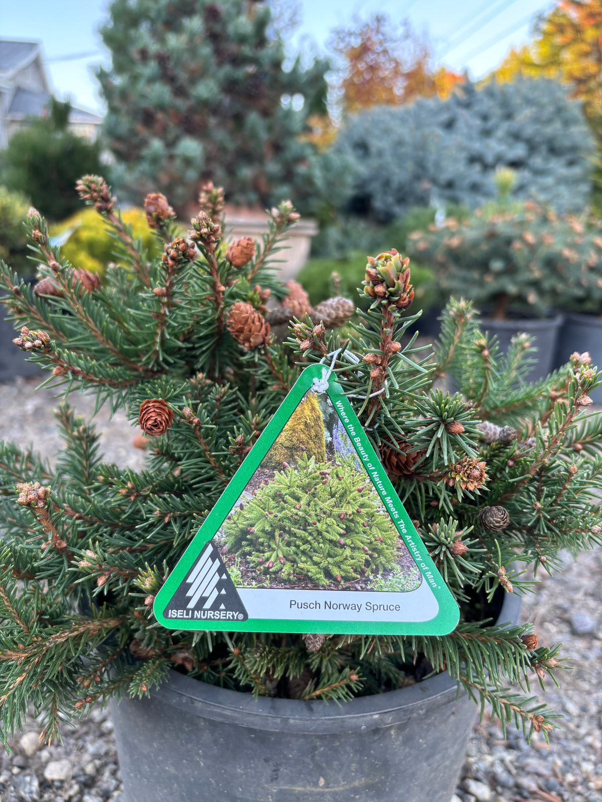 Picea abies ‘Pusch’