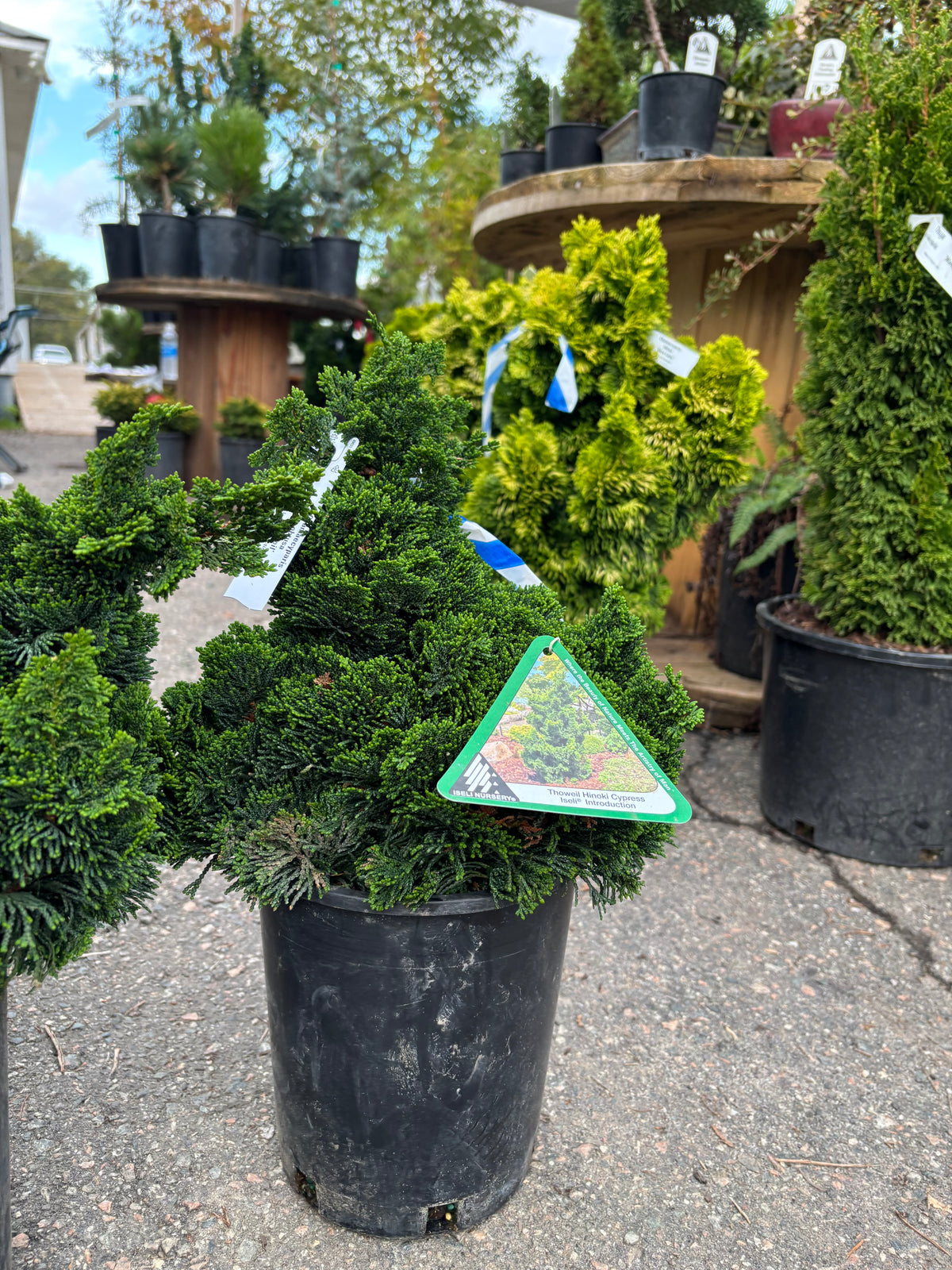 Chamaecyparis obtusa ‘Thoweil’