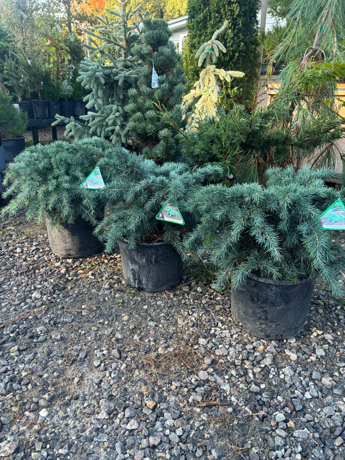 Cedrus deodara 'Prostrate Beauty'