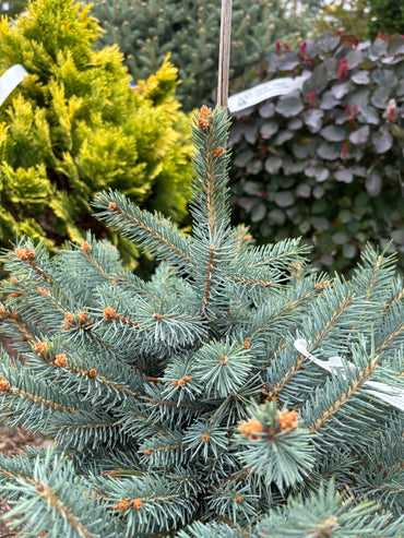 Picea pungens ‘Fat Albert’