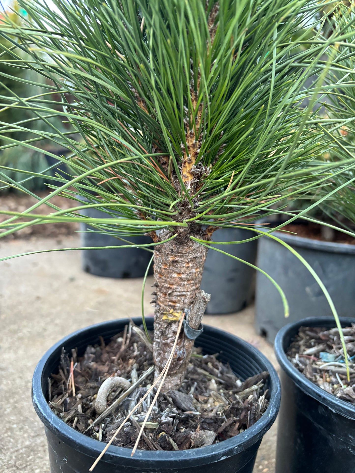 Pinus nigra ‘Green Tower’
