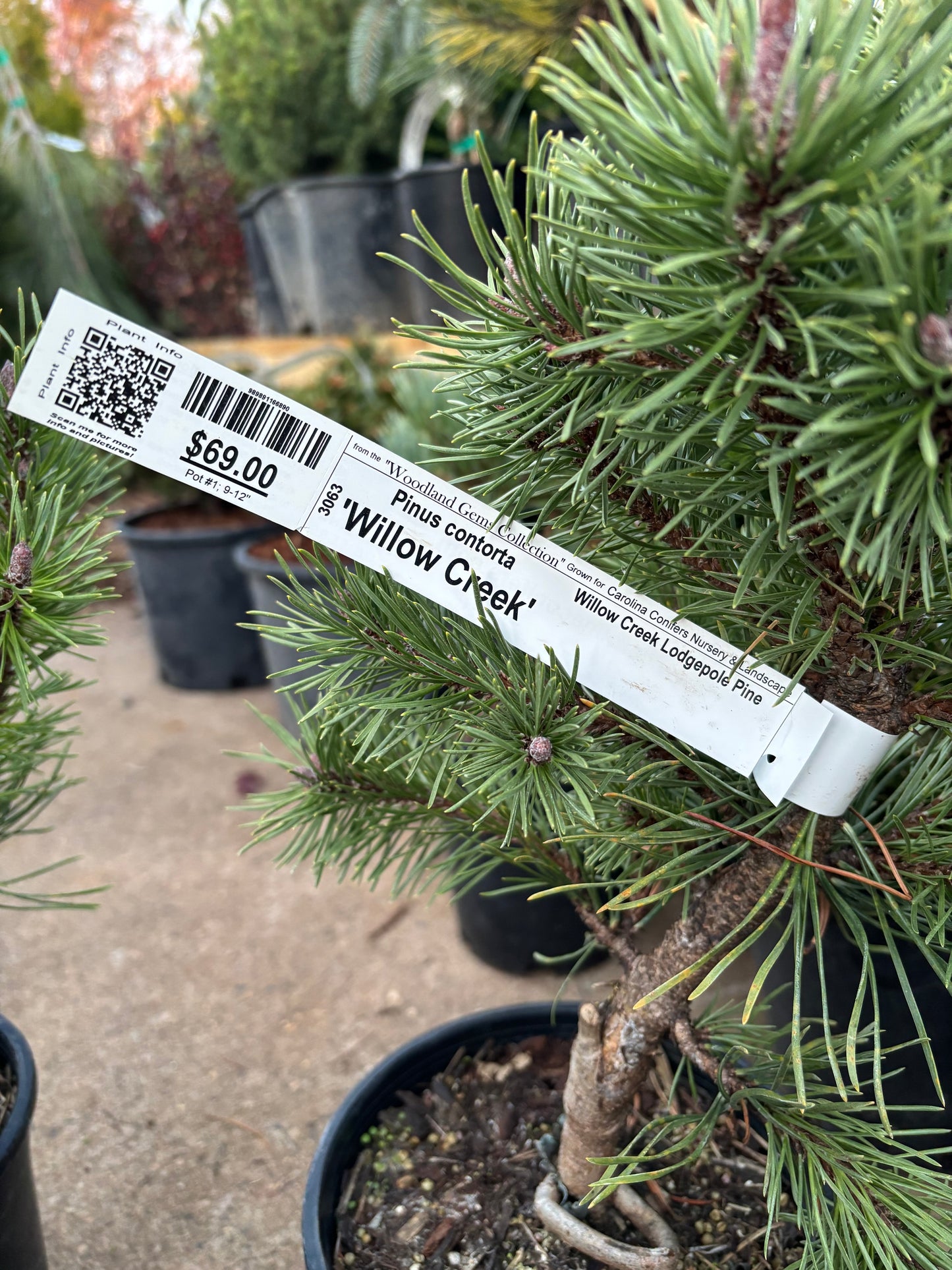 Pinus contorta var. latifolia ‘Willow Creek’