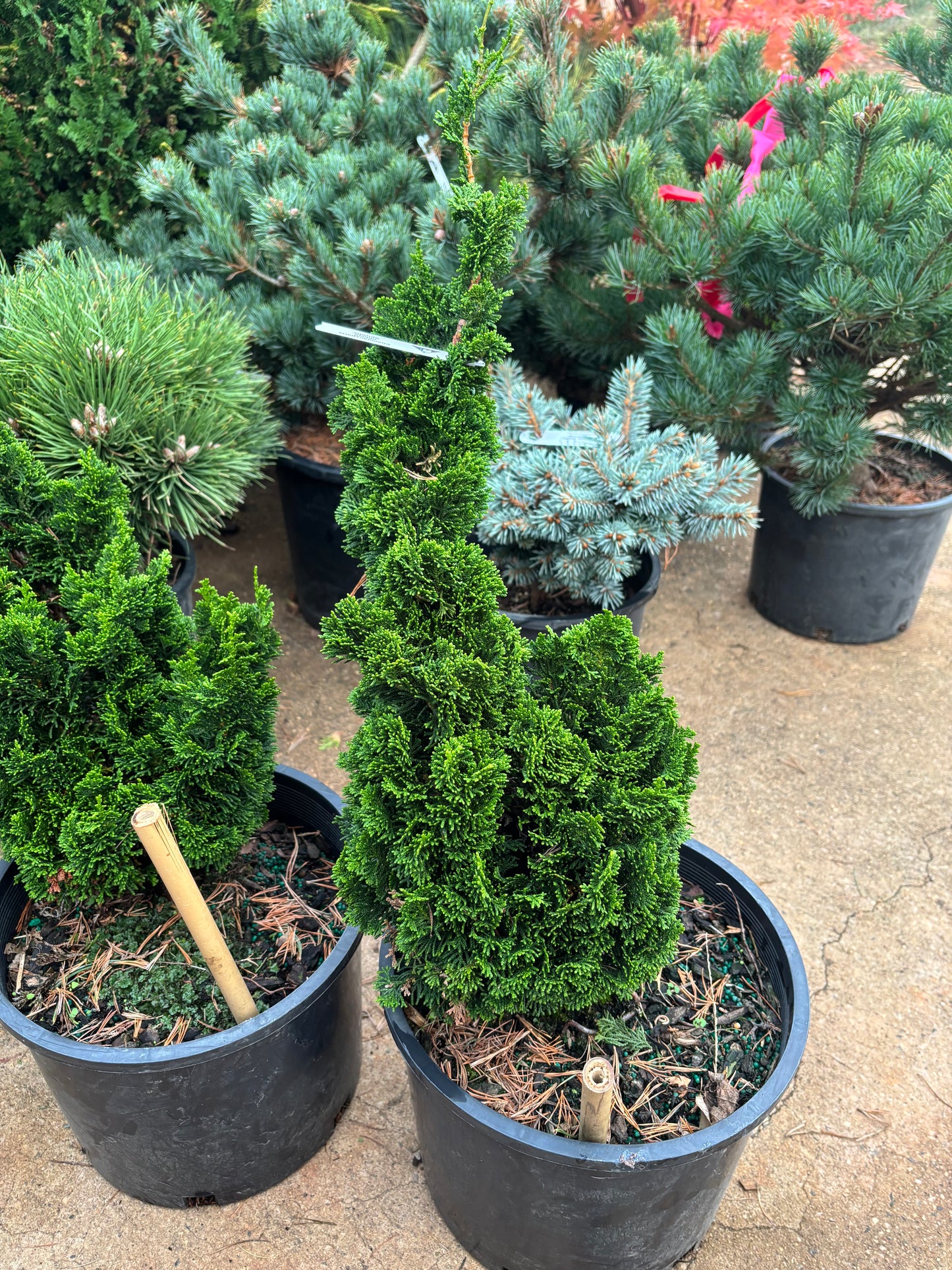 Chamaecyparis obtusa ‘Spiralis’