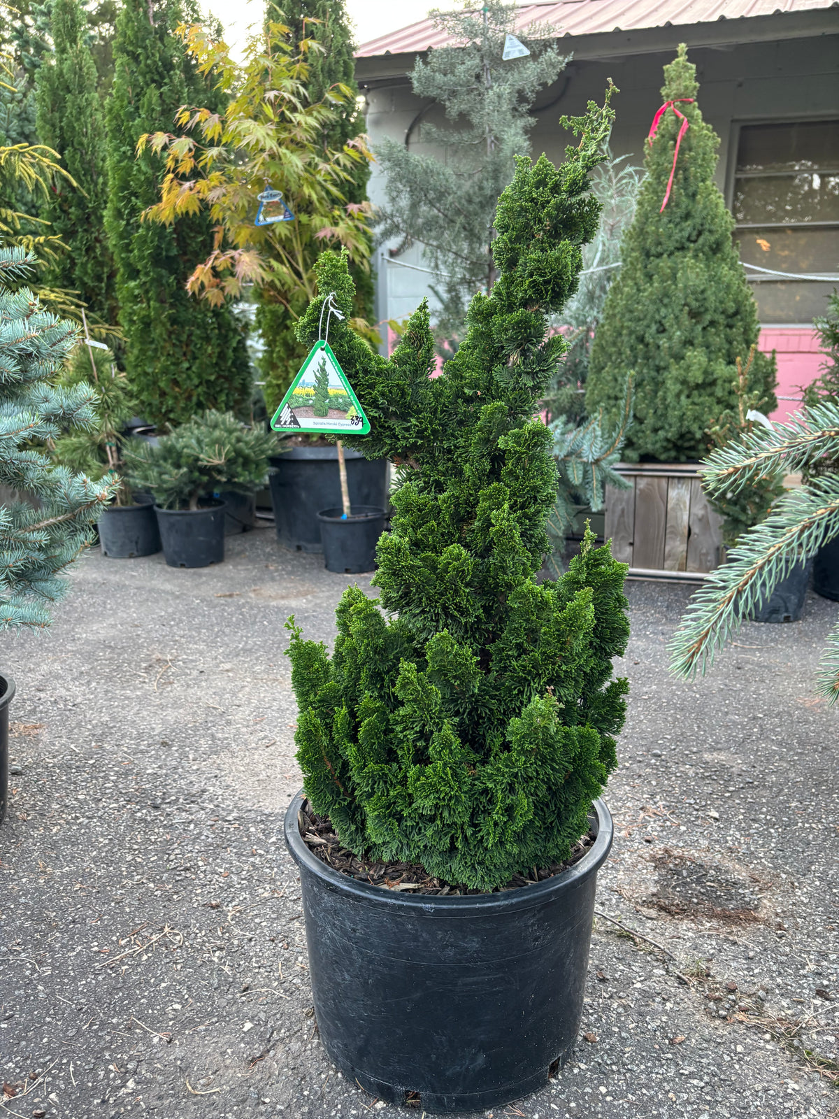 Chamaecyparis obtusa ‘Spiralis’