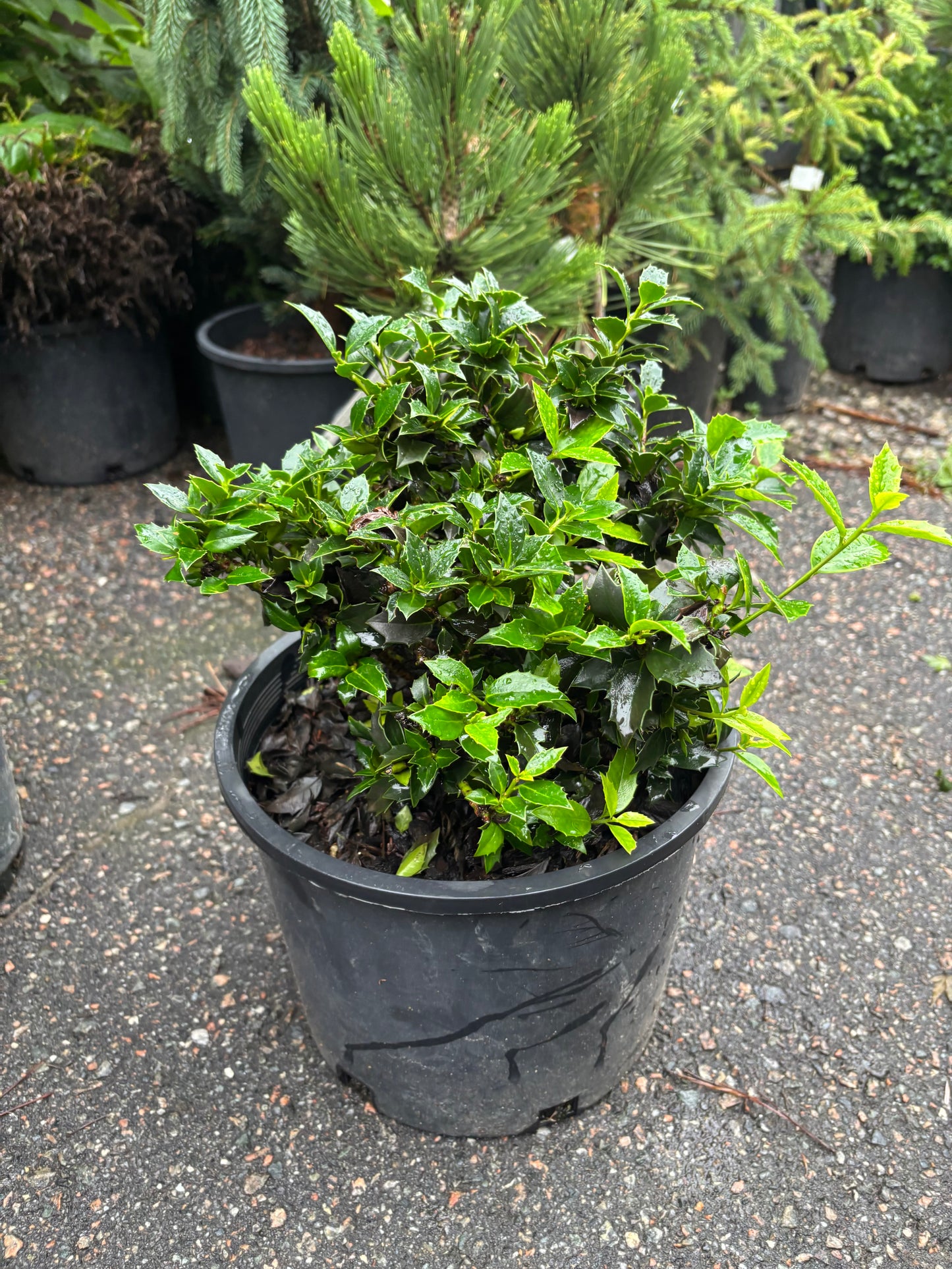 Ilex x ‘Rock Garden’
