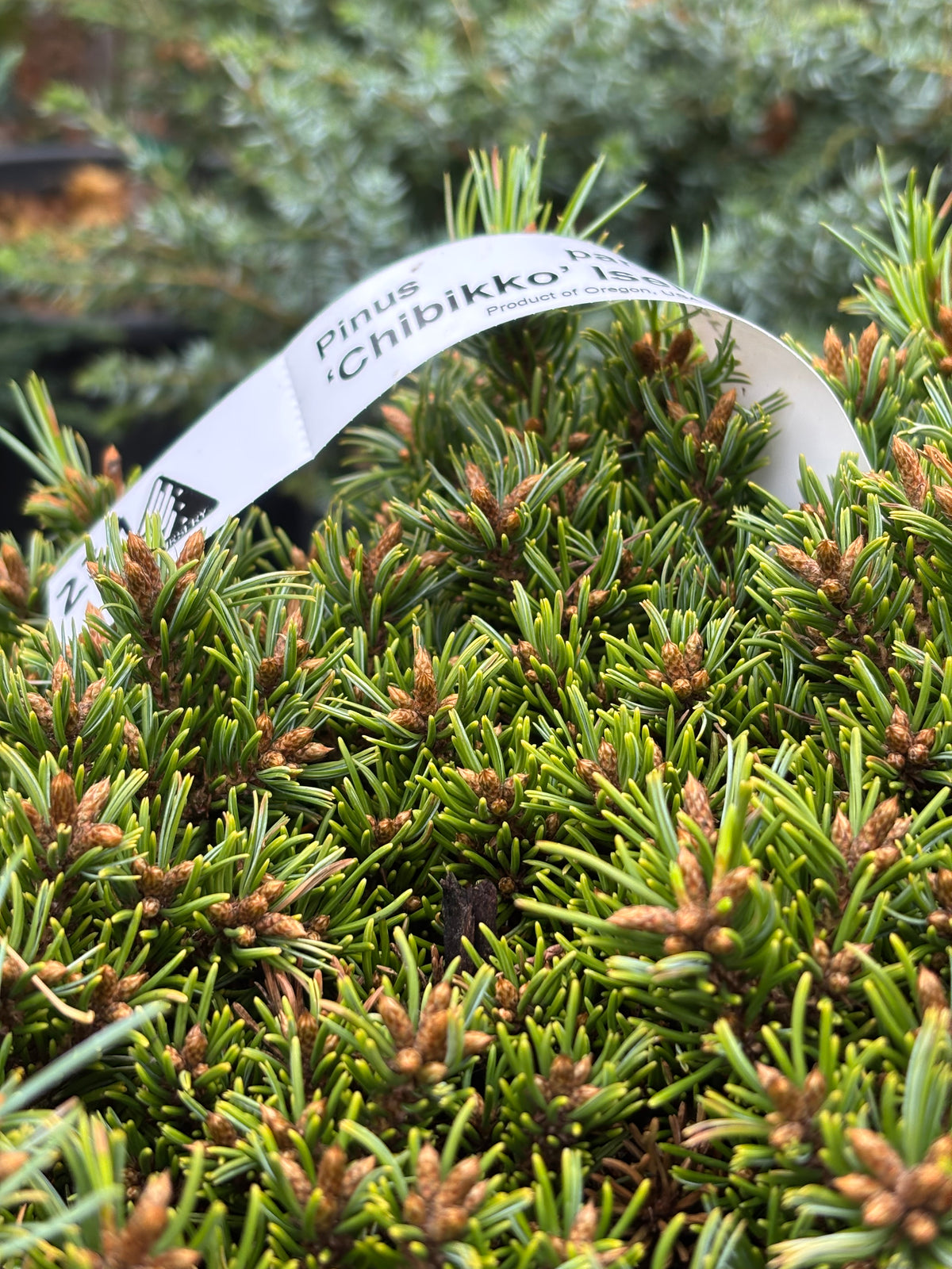 Pinus parviflora ‘Chibikko’