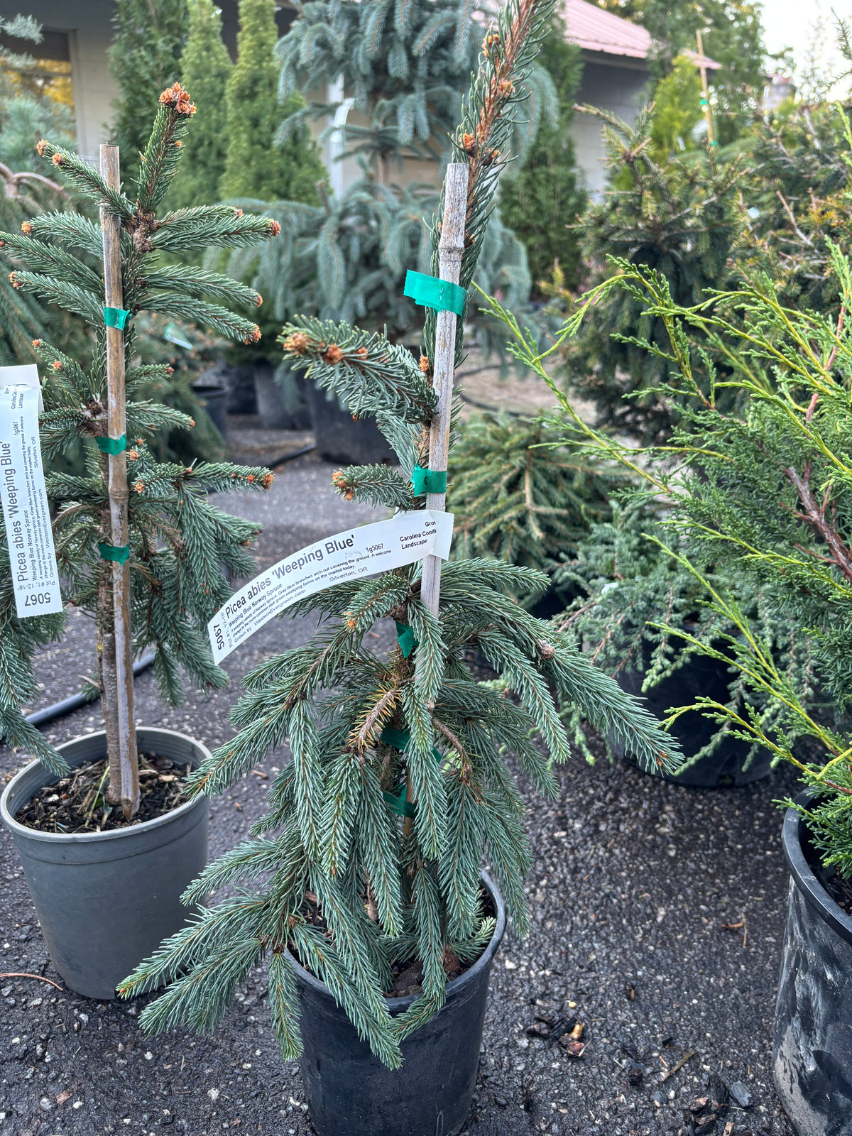 Picea abies ‘Weeping Blue