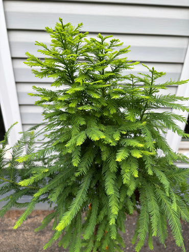 Peve Minaret Bald Cypress