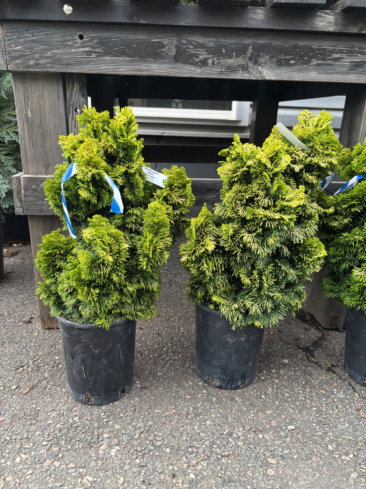 ‘Nana Lutea’ Golden Dwarf Hinoki Cypress (Chamaecyparis obtusa)