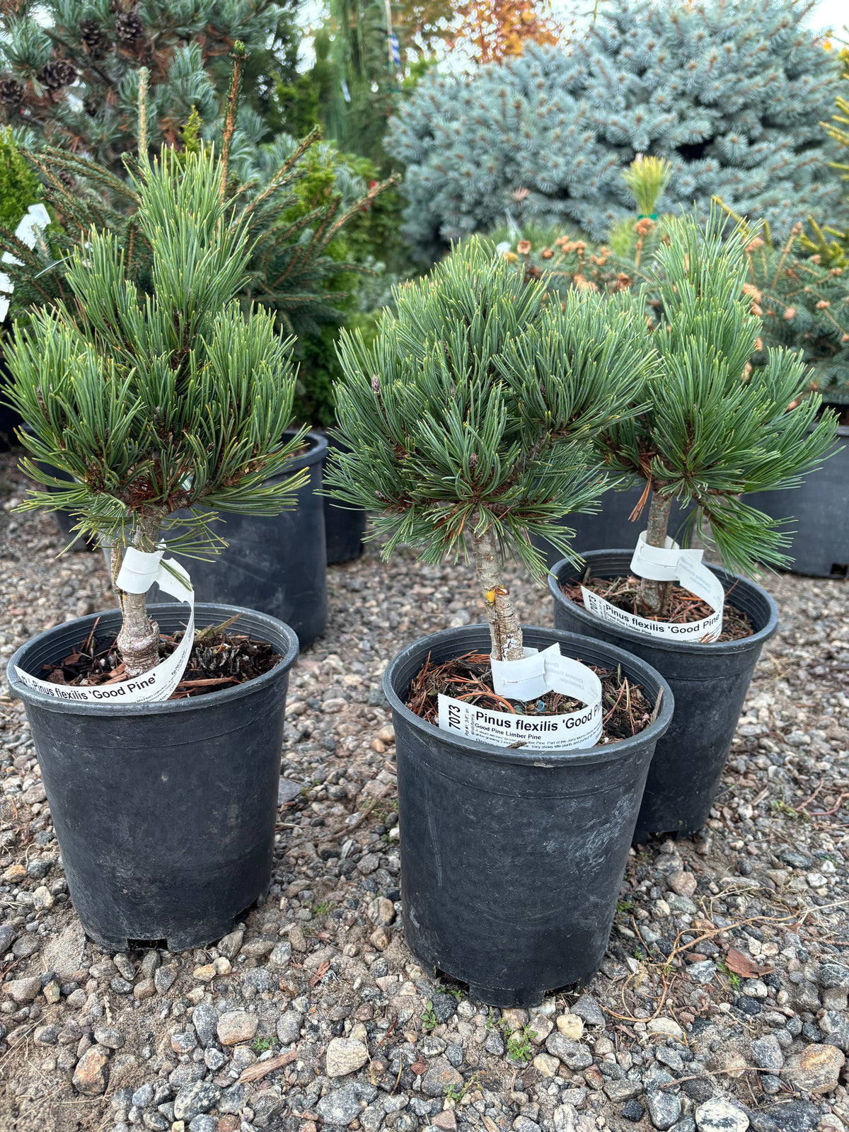 Pinus flexilis ‘Good Pine’