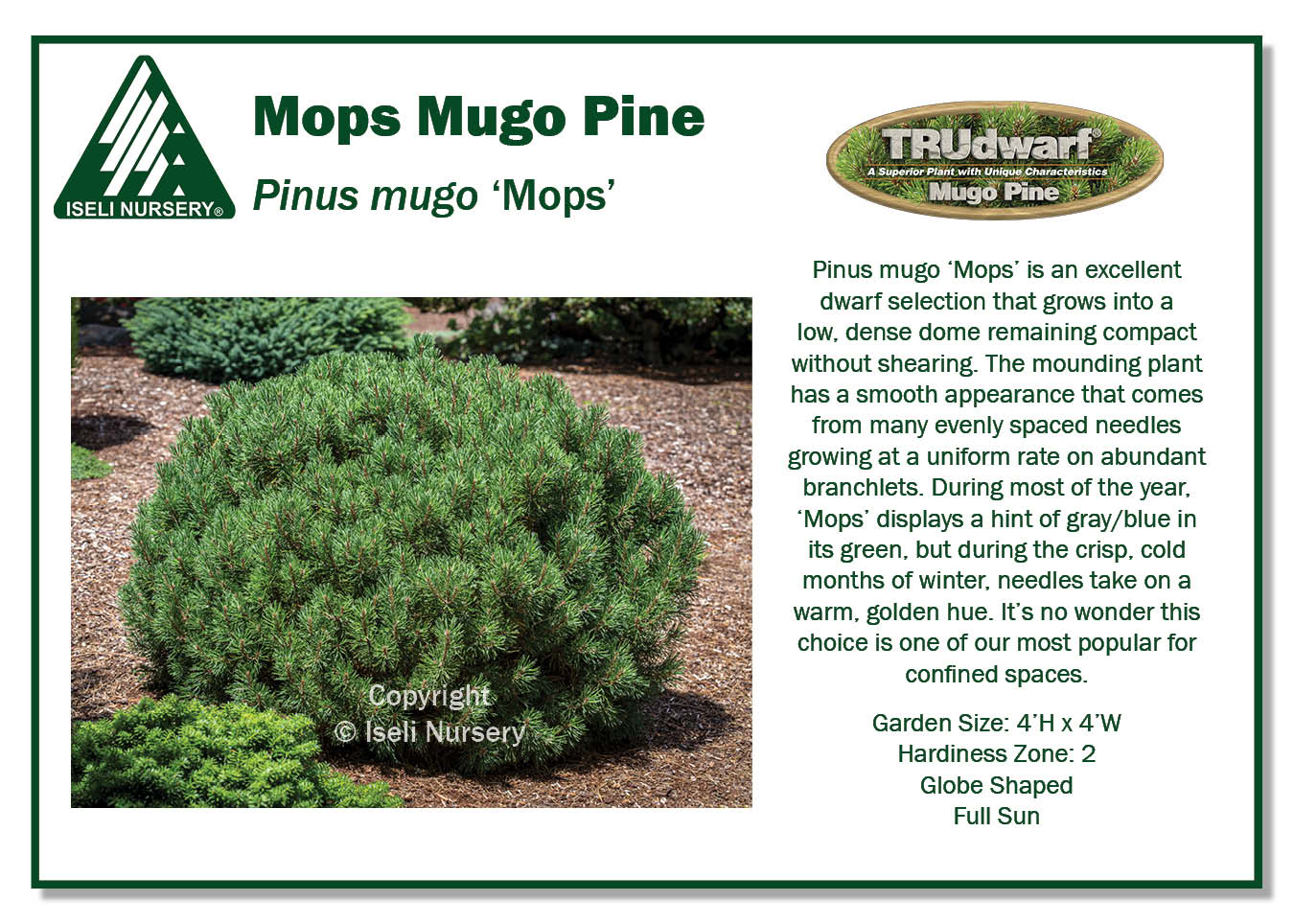 Pinus mugo ‘Mops’