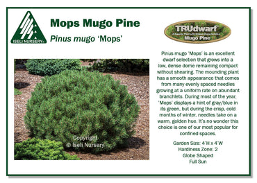 Pinus mugo ‘Mops’
