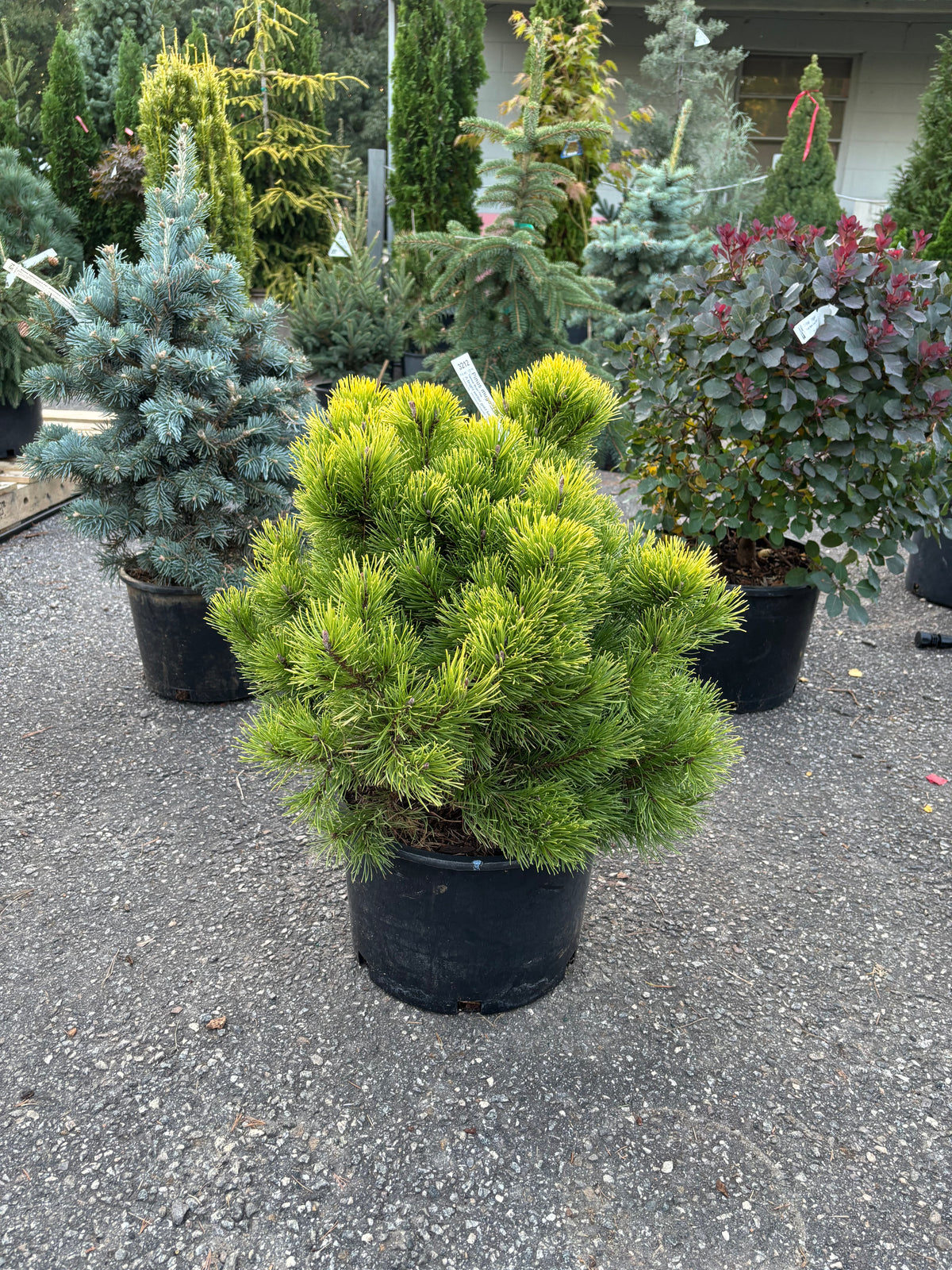 Pinus mugo ‘Thomas’ (Starkl)