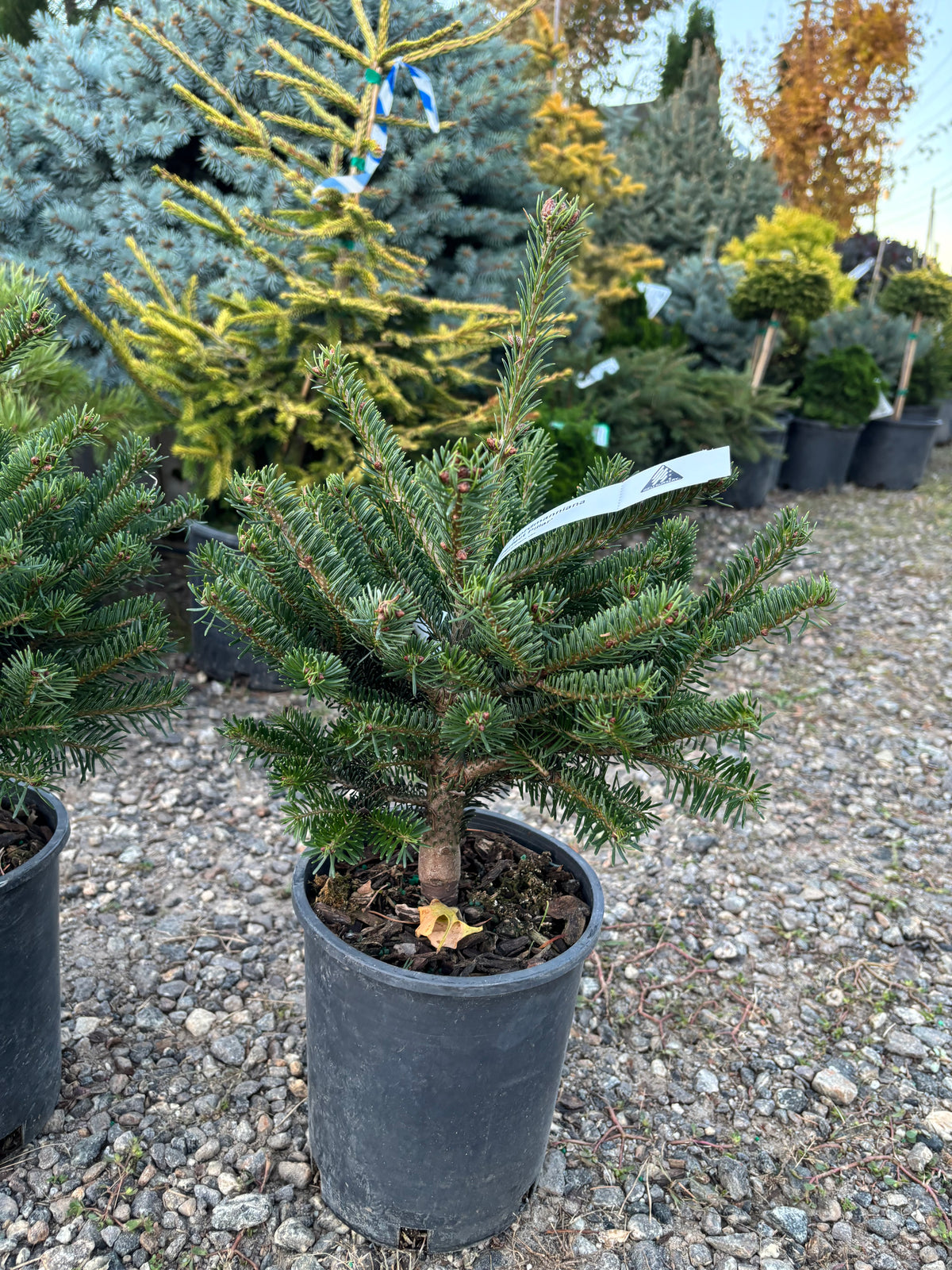 Hupp’s Perfect Pillar Nordmann Fir