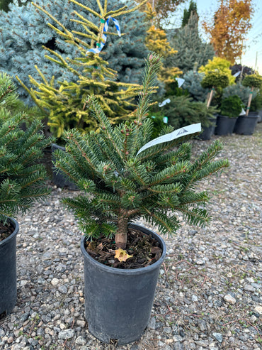 Hupp’s Perfect Pillar Nordmann Fir