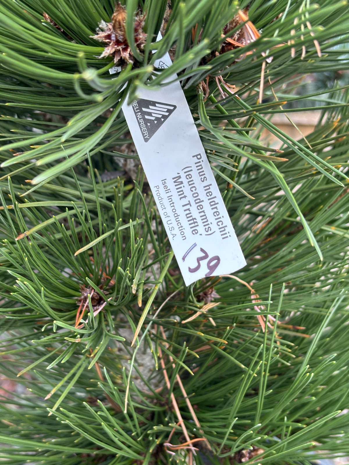 Pinus heldreichii (leucodermis) ‘Mint Truffle’