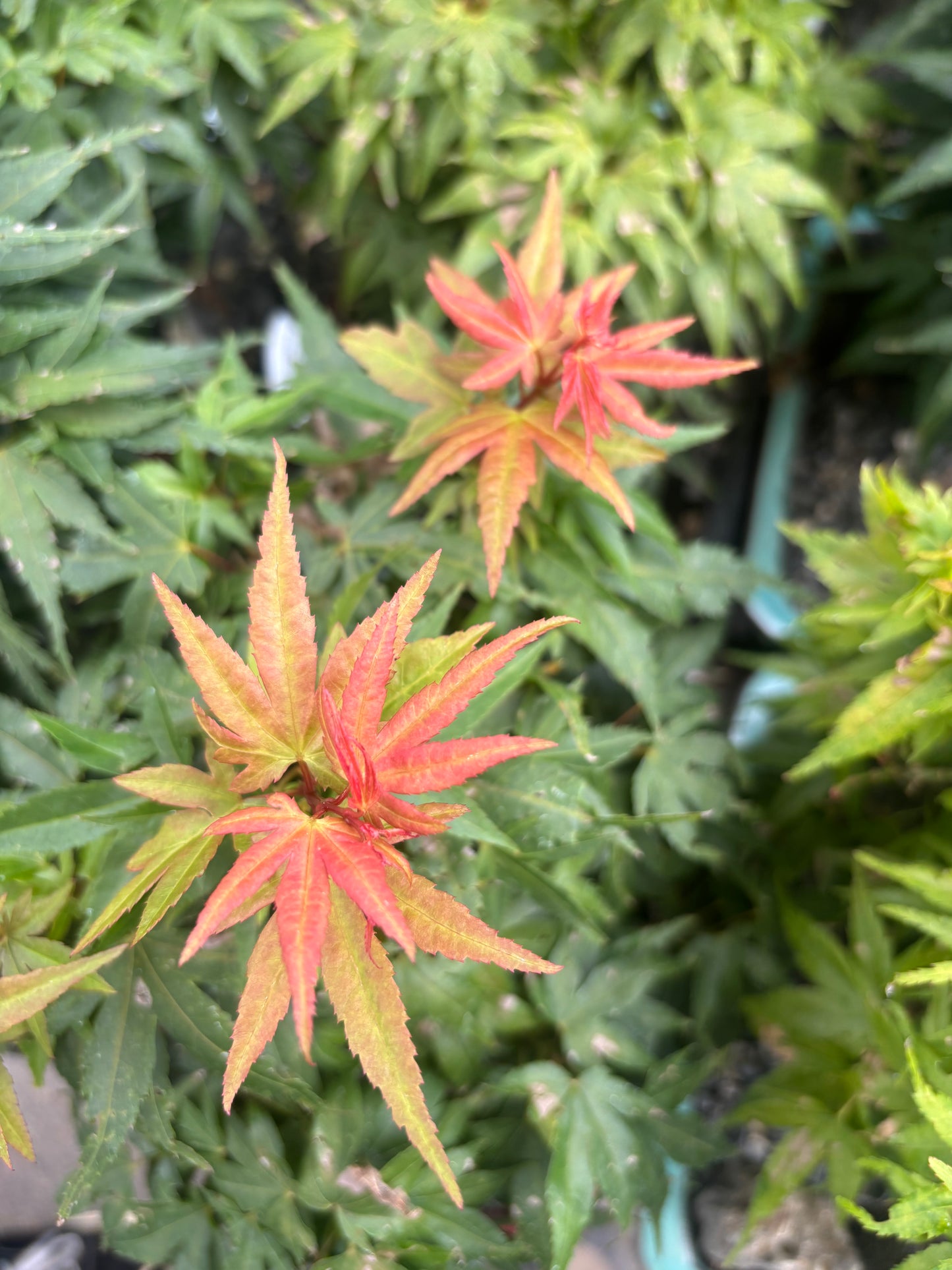 Acer palmatum Mini Maple™