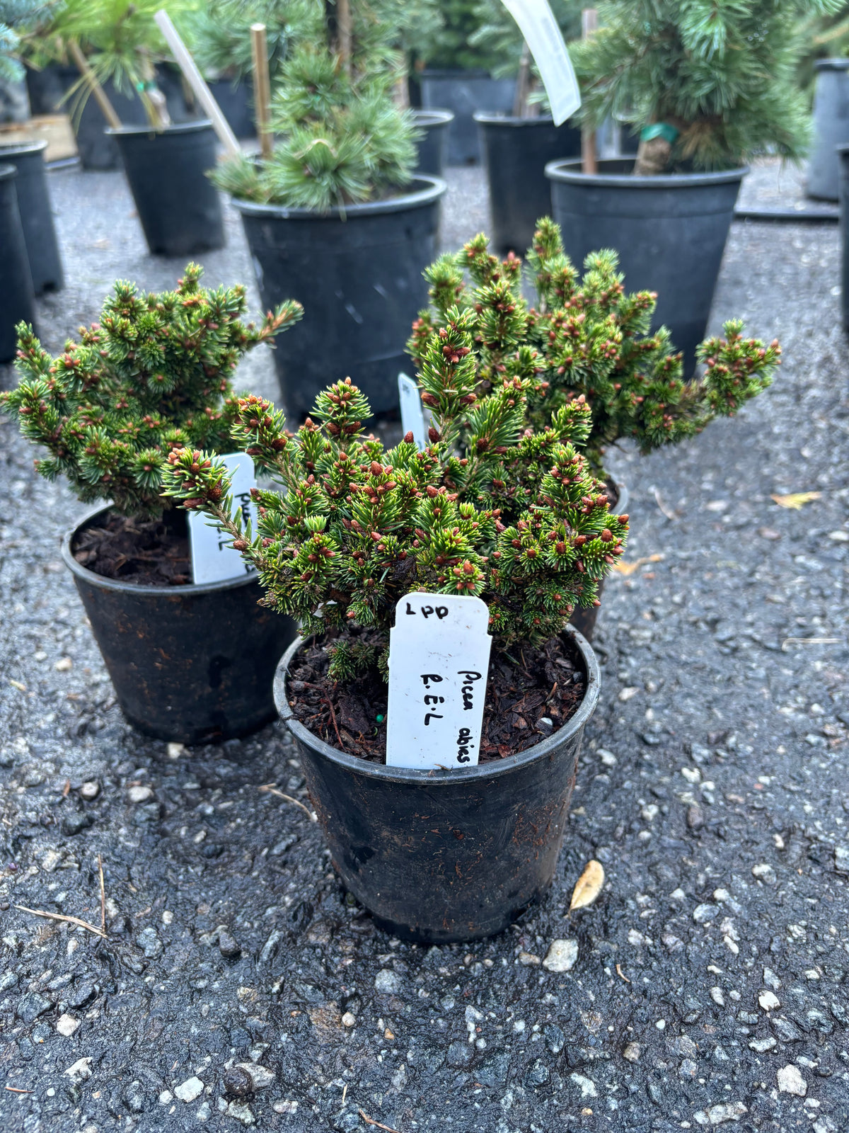 R.E.L. Norway Spruce